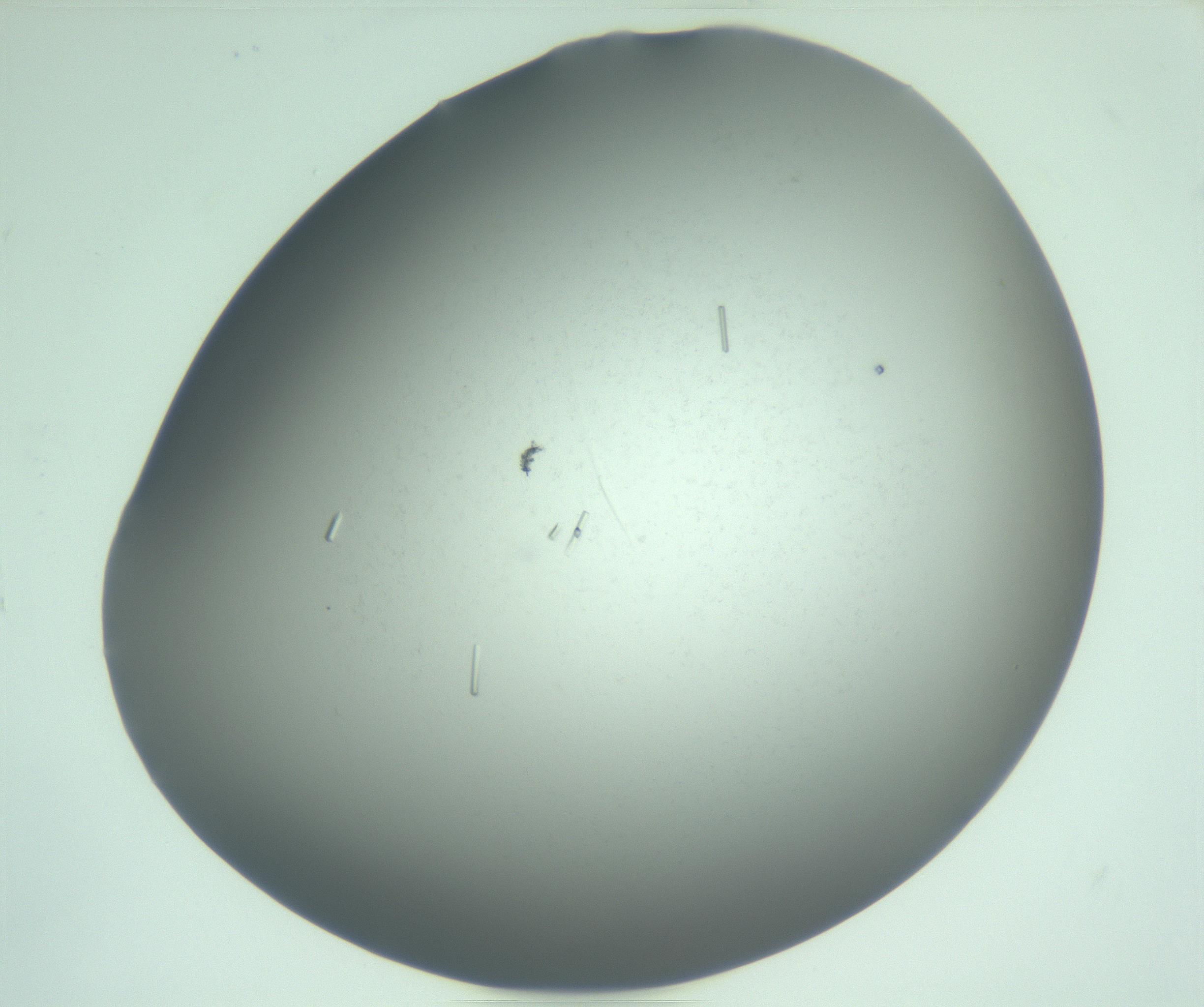 RI01_03_000_0212_Proj1_Clon1_MC_0000MC103280_003_170217_12_07_02_00_99_002_001_RAI.jpg