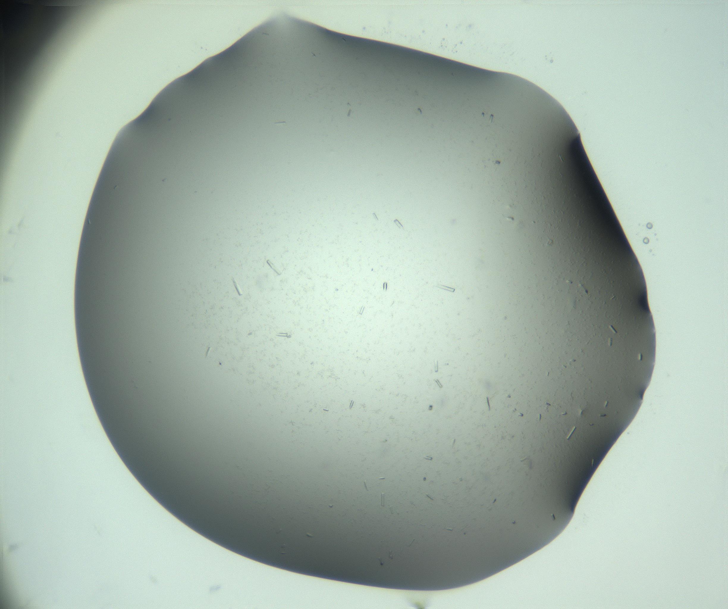 RI01_03_000_0212_Proj1_Clon1_MC_0000MC103280_003_170217_12_08_01_00_99_002_001_RAI.jpg