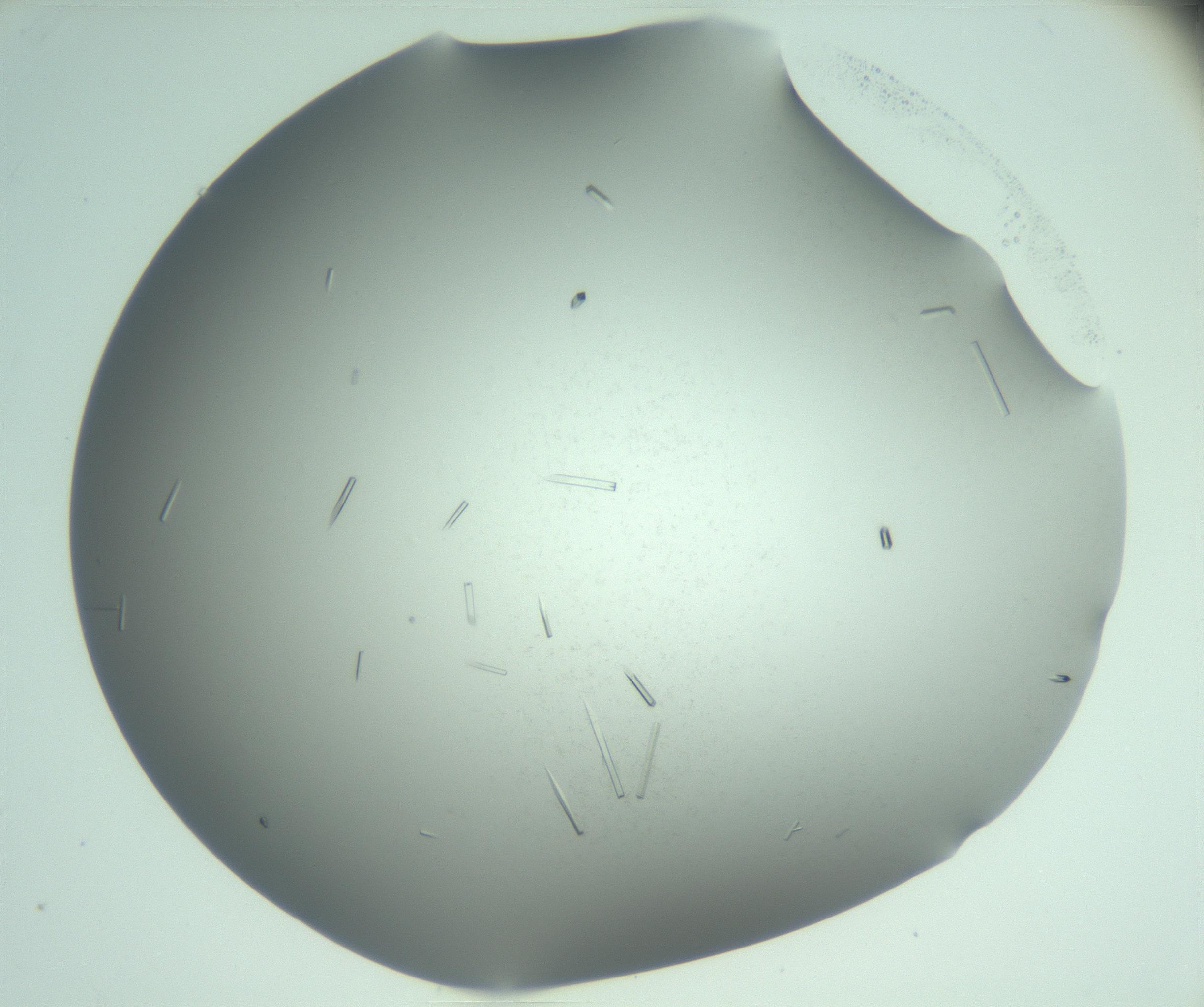 RI01_03_000_0212_Proj1_Clon1_MC_0000MC103280_004_170219_01_07_02_00_99_002_001_RAI.jpg