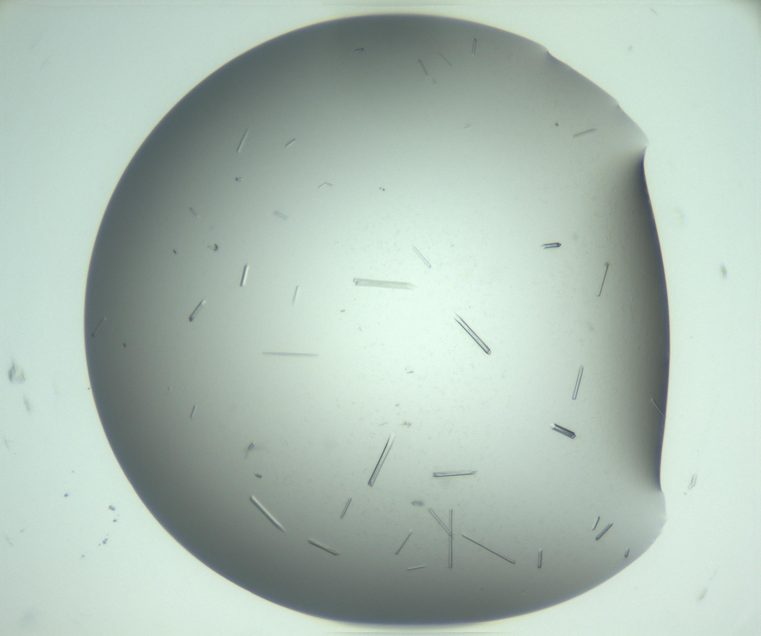 RI01_03_000_0212_Proj1_Clon1_MC_0000MC103280_004_170219_05_07_02_00_99_002_001_RAI.jpg