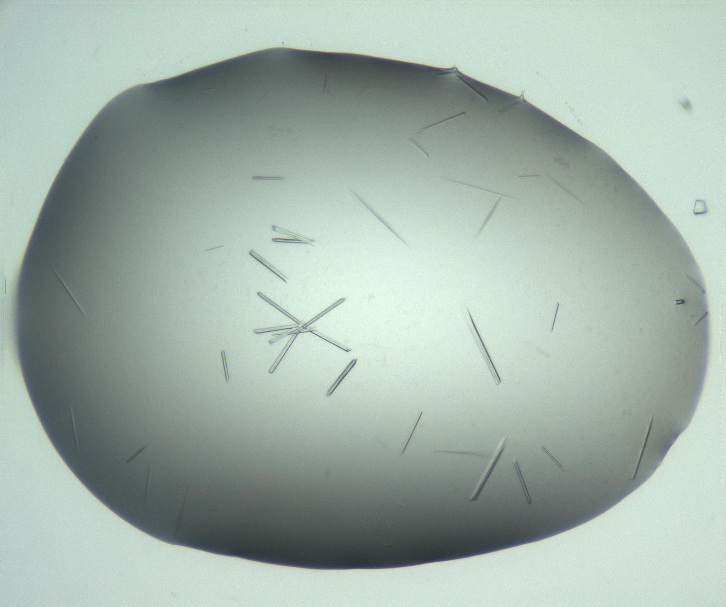 RI01_03_000_0212_Proj1_Clon1_MC_0000MC103280_004_170219_06_08_02_00_99_002_001_RAI.jpg