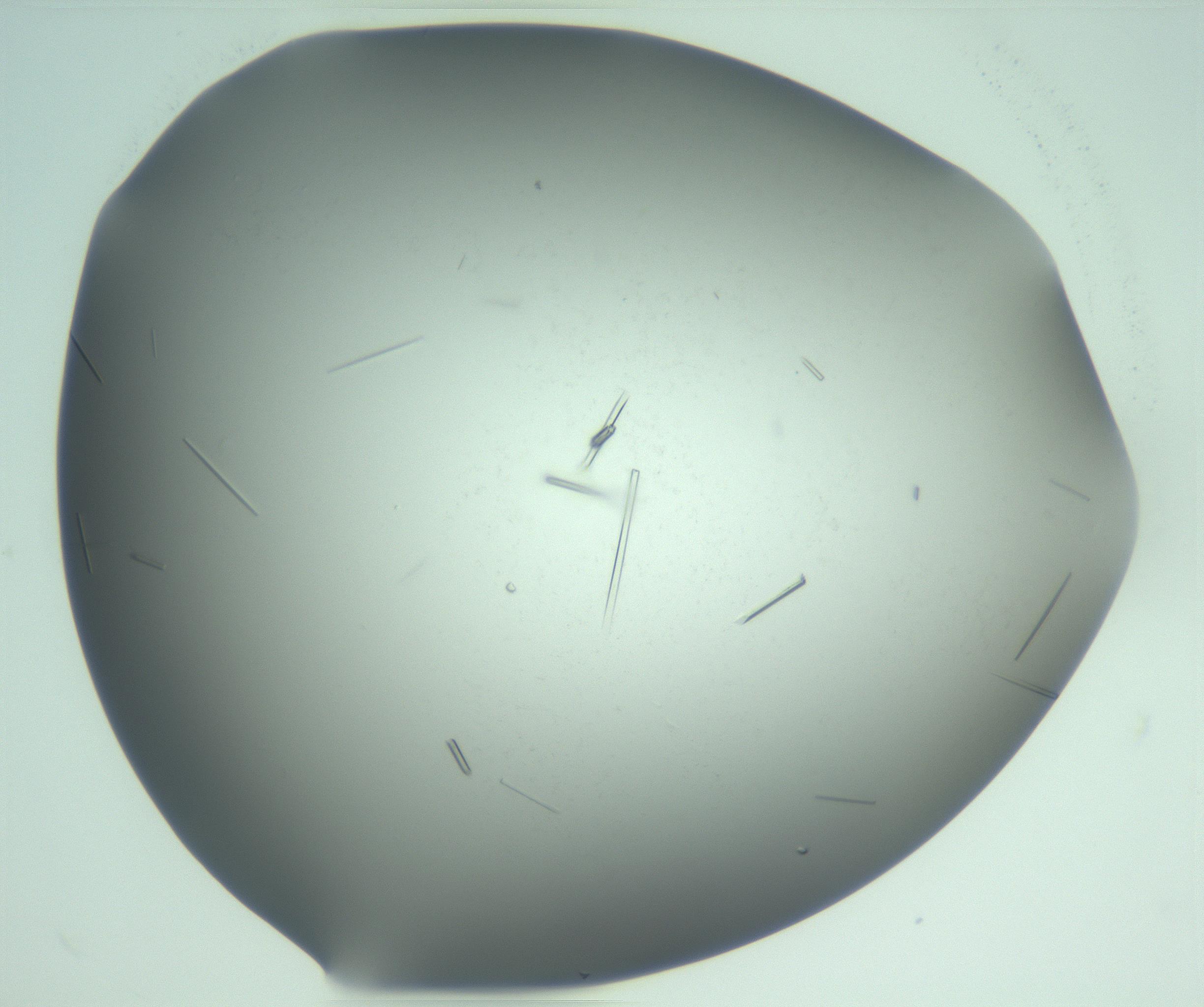 RI01_03_000_0212_Proj1_Clon1_MC_0000MC103280_004_170219_07_07_02_00_99_002_001_RAI.jpg