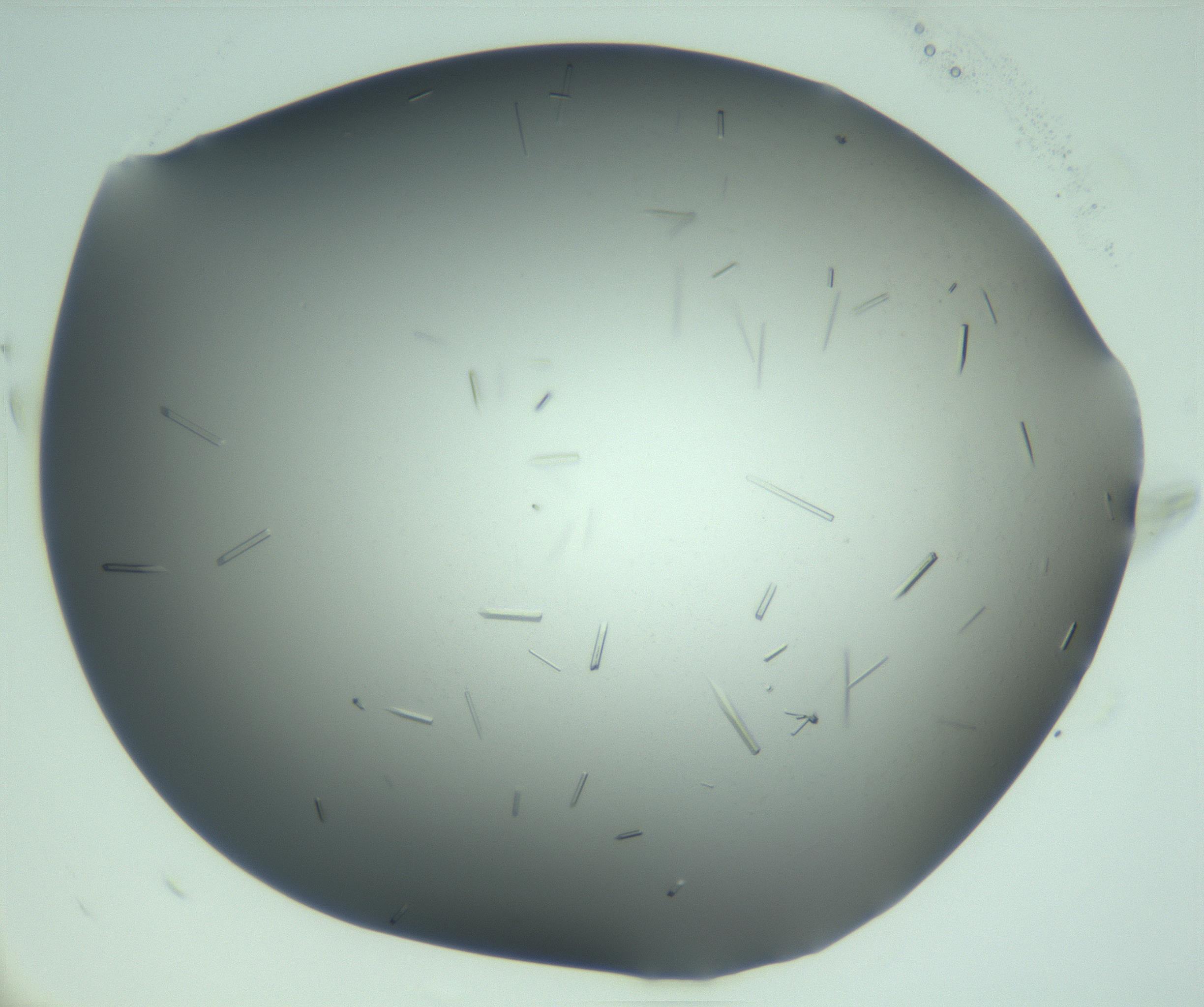RI01_03_000_0212_Proj1_Clon1_MC_0000MC103280_004_170219_10_06_02_00_99_002_001_RAI.jpg