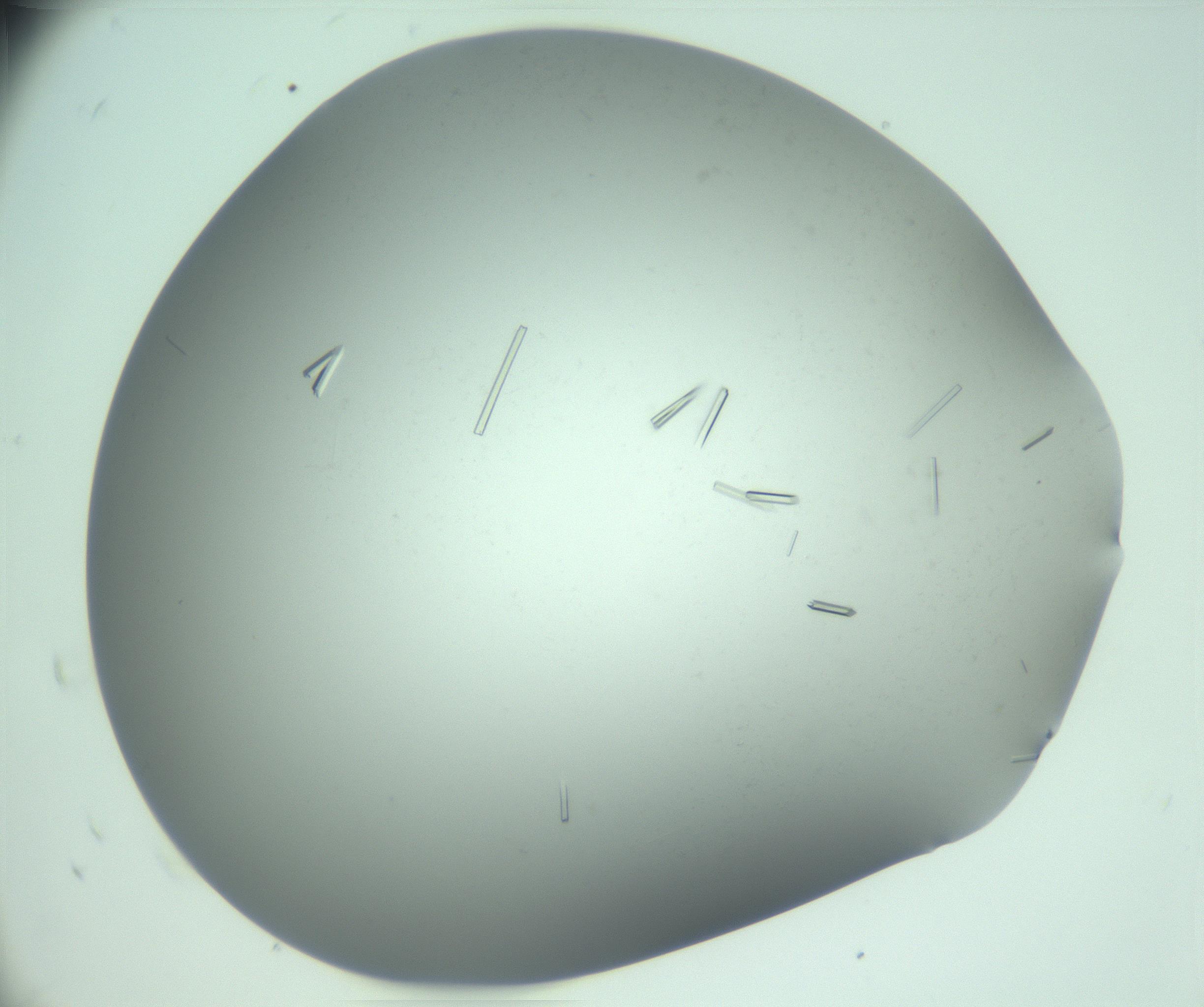 RI01_03_000_0212_Proj1_Clon1_MC_0000MC103280_004_170219_10_08_02_00_99_002_001_RAI.jpg