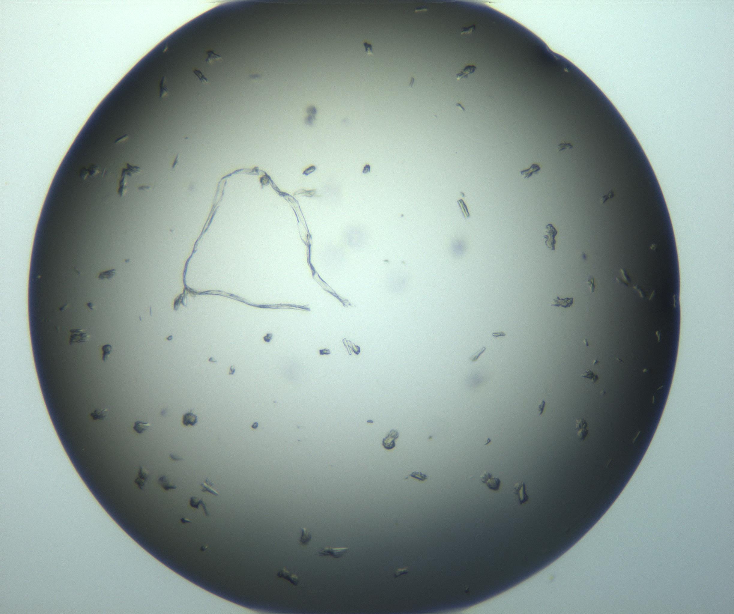 RI01_03_000_0212_Proj1_Clon1_MC_0000MC103282_003_170219_03_07_02_00_99_002_001_RAI.jpg