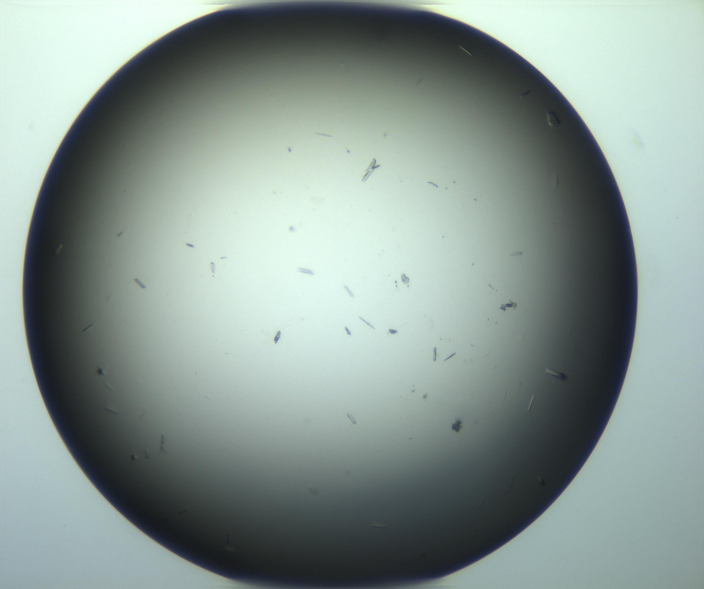 RI01_03_000_0212_Proj1_Clon1_MC_0000MC103282_004_170221_06_08_02_00_99_002_001_RAI.jpg