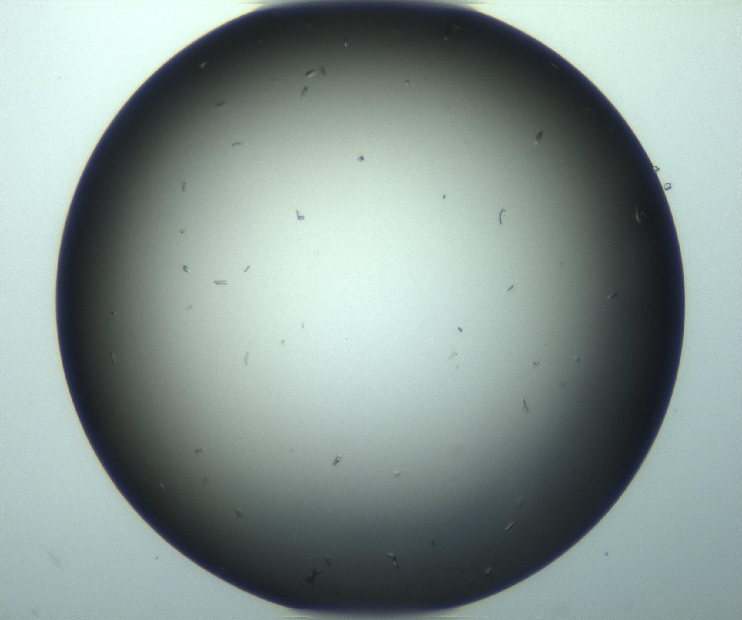 RI01_03_000_0212_Proj1_Clon1_MC_0000MC103282_004_170221_08_04_02_00_99_002_001_RAI.jpg