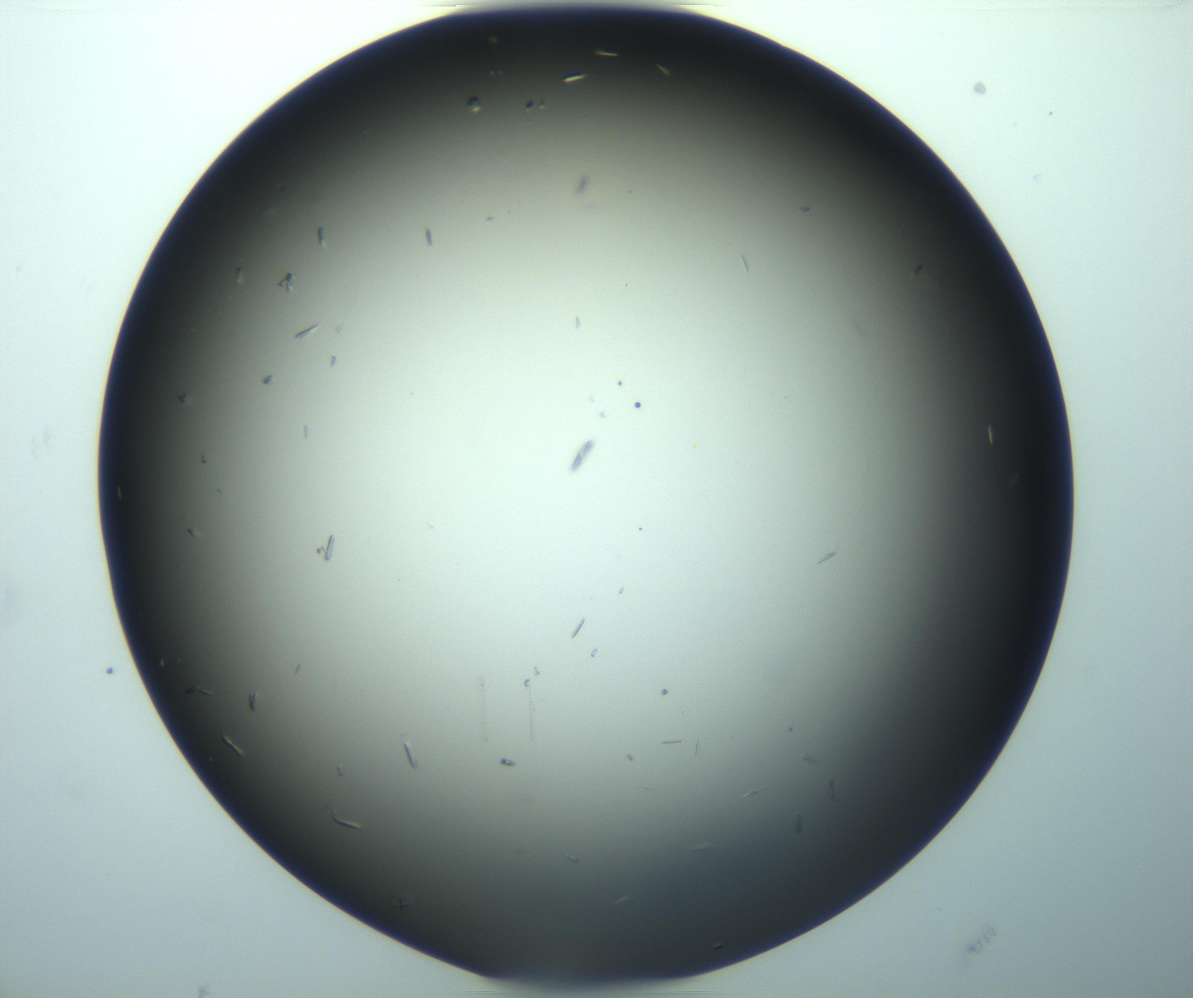 RI01_03_000_0212_Proj1_Clon1_MC_0000MC103282_004_170221_10_02_02_00_99_002_001_RAI.jpg
