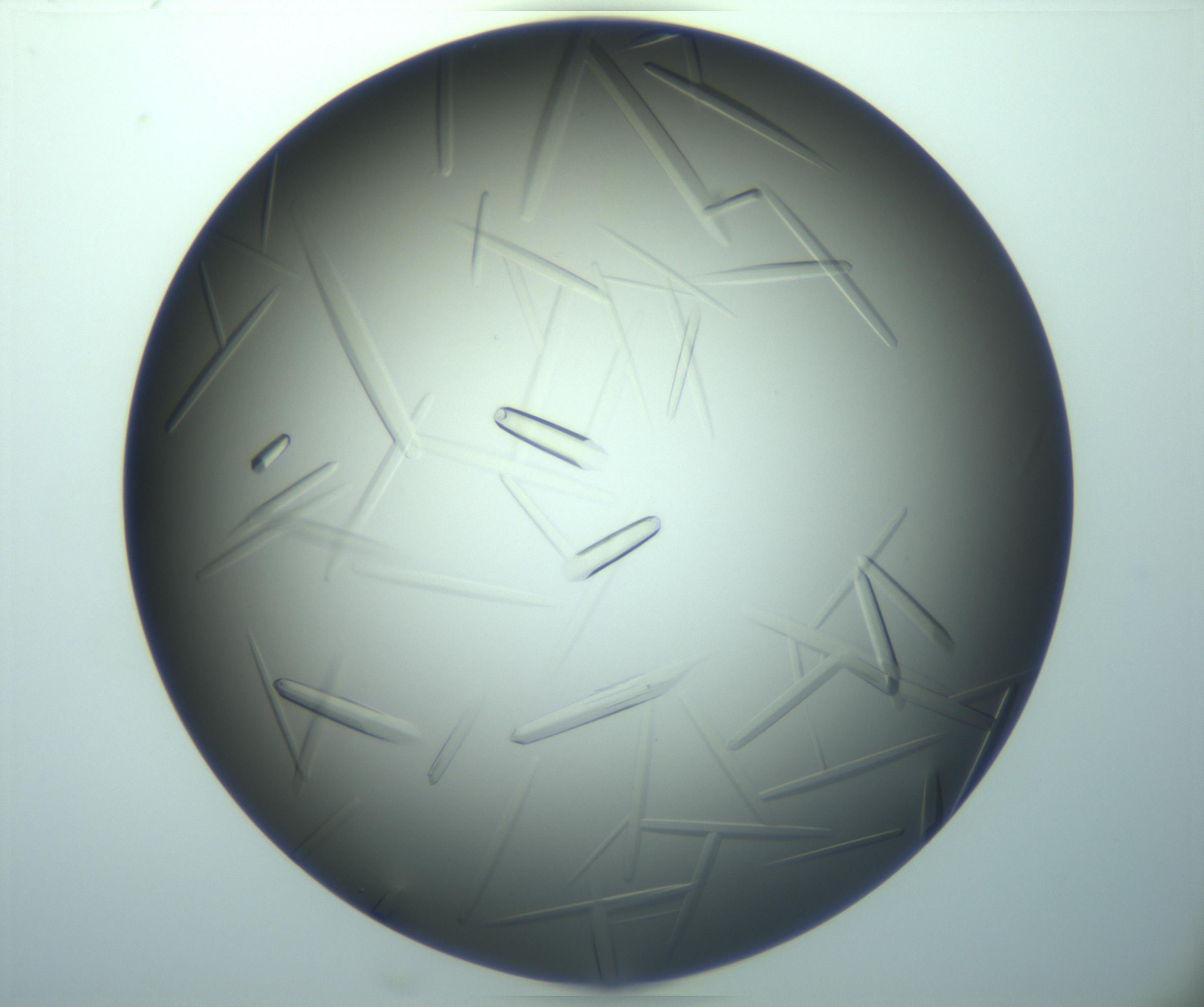 RI01_03_000_0212_Proj1_Clon1_MC_0000MC103283_003_170219_01_02_02_00_99_002_001_RAI.jpg