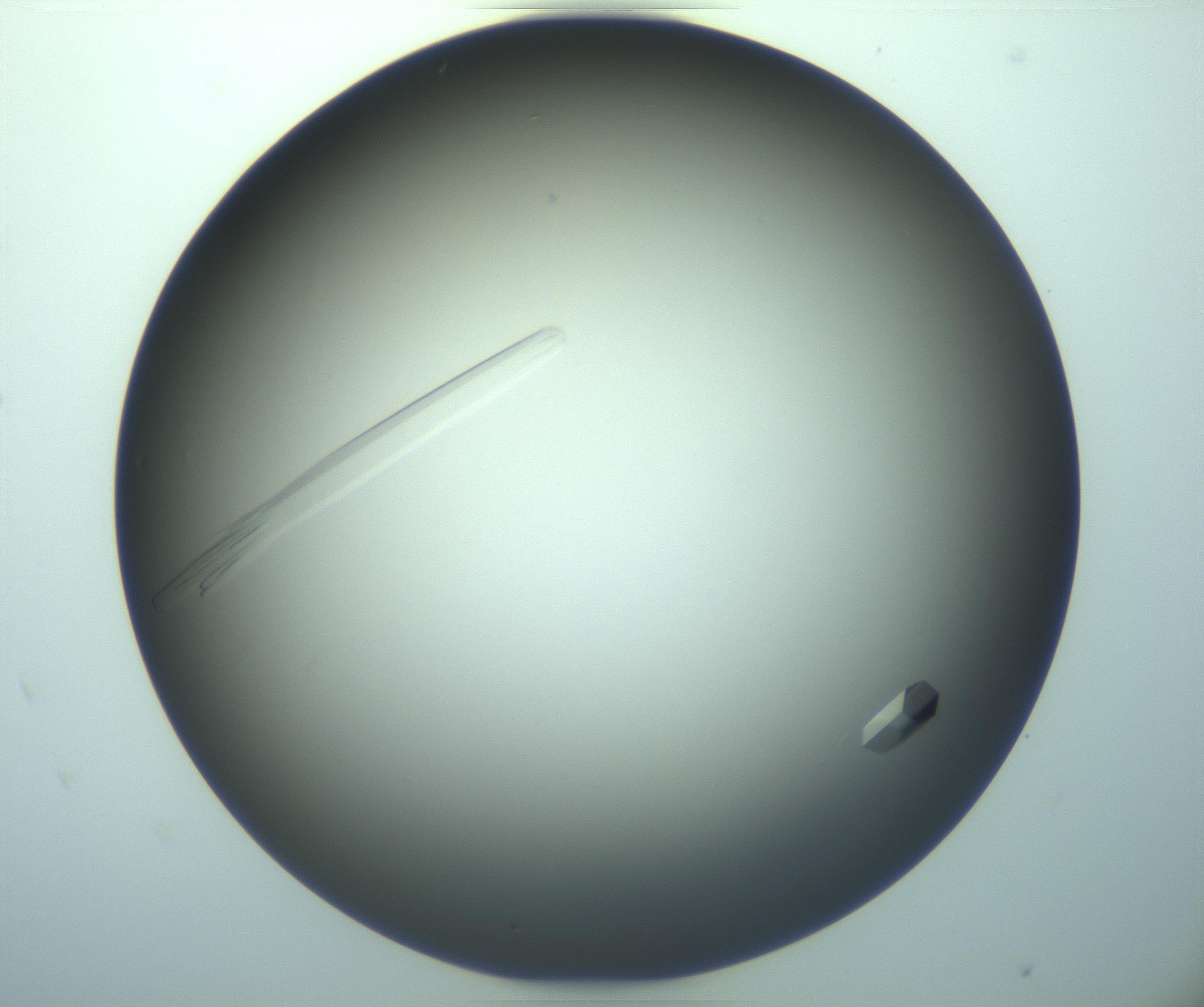 RI01_03_000_0212_Proj1_Clon1_MC_0000MC103283_003_170219_01_04_02_00_99_002_001_RAI.jpg