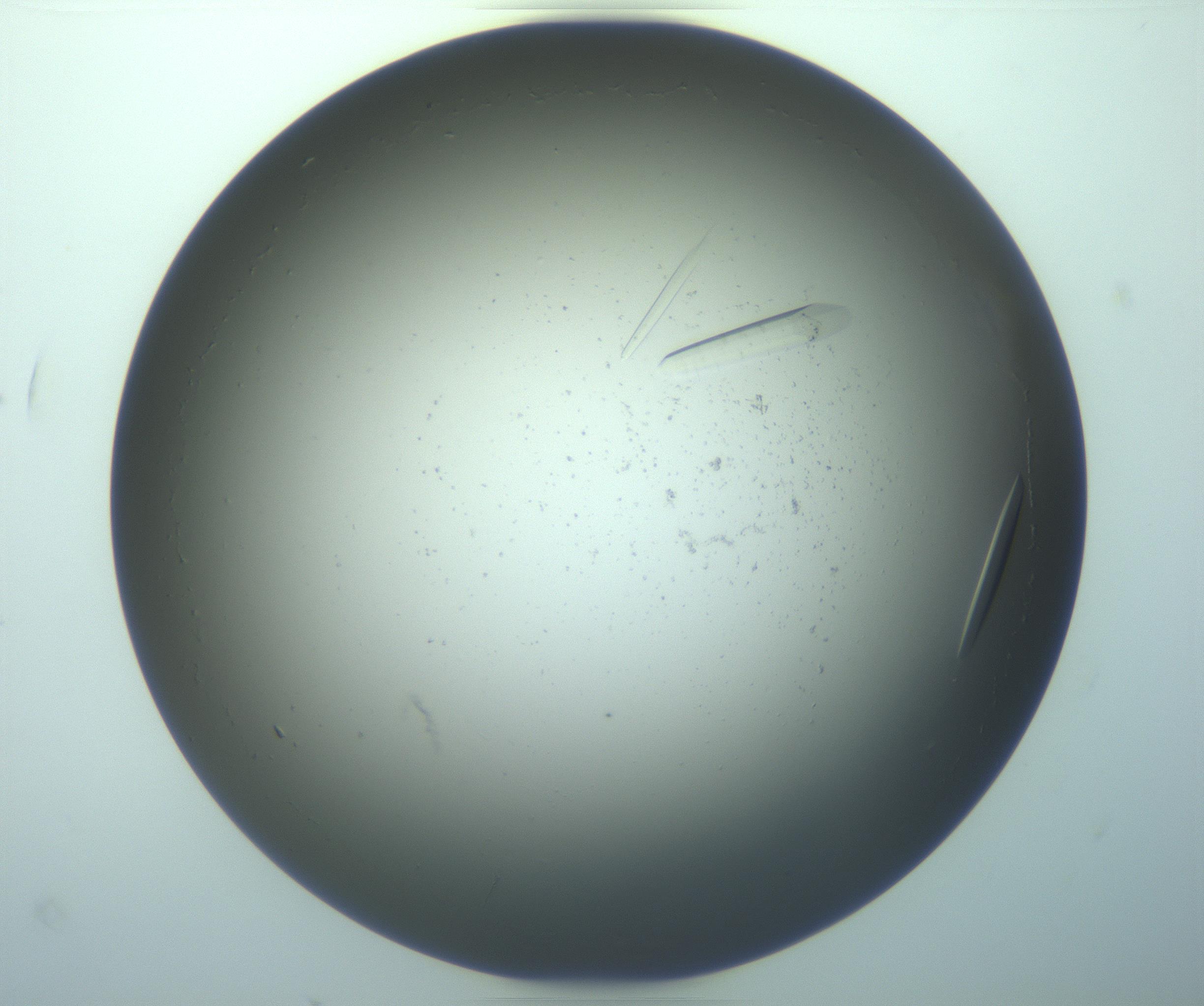 RI01_03_000_0212_Proj1_Clon1_MC_0000MC103283_003_170219_01_06_02_00_99_002_001_RAI.jpg