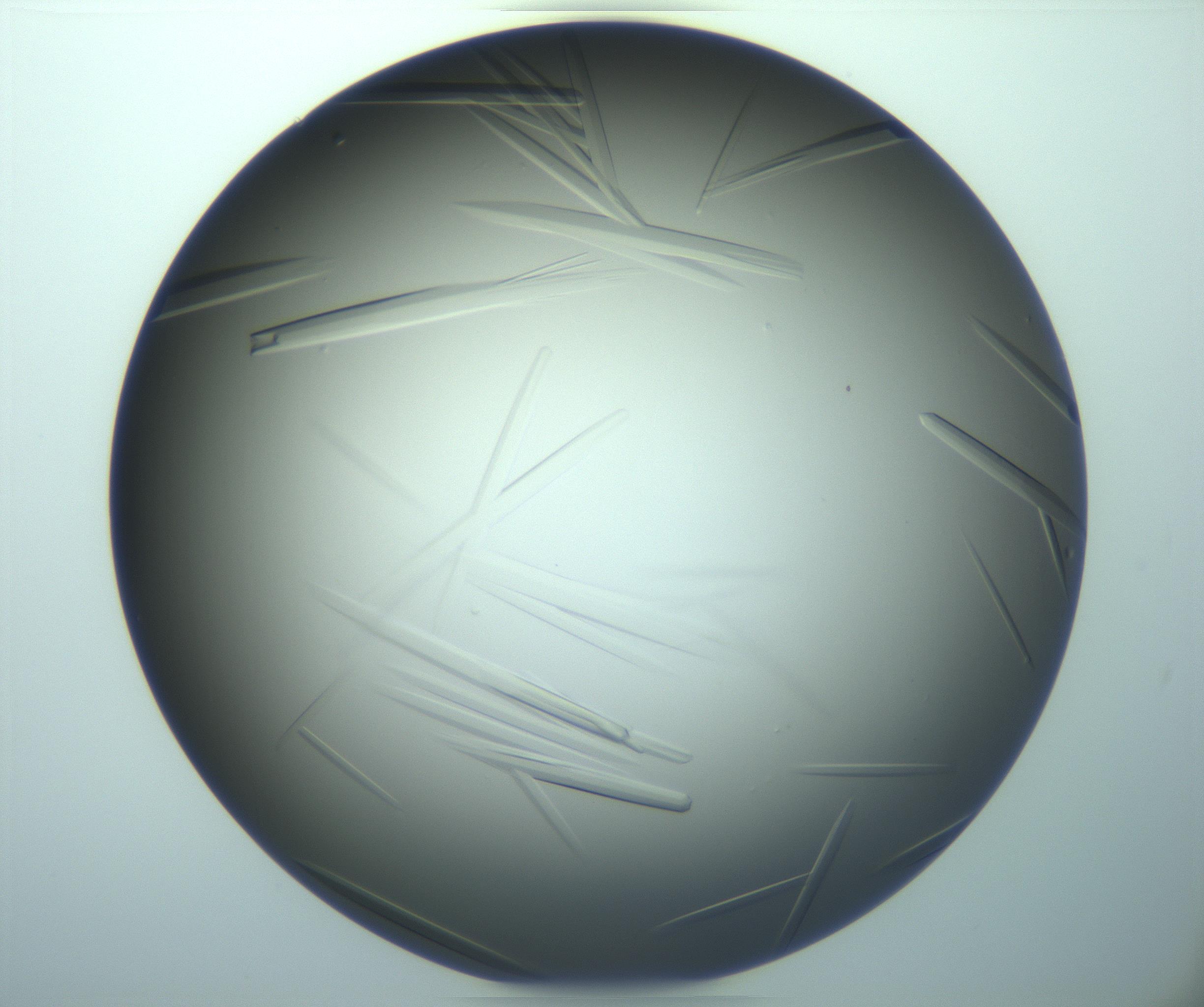 RI01_03_000_0212_Proj1_Clon1_MC_0000MC103283_003_170219_02_01_02_00_99_002_001_RAI.jpg