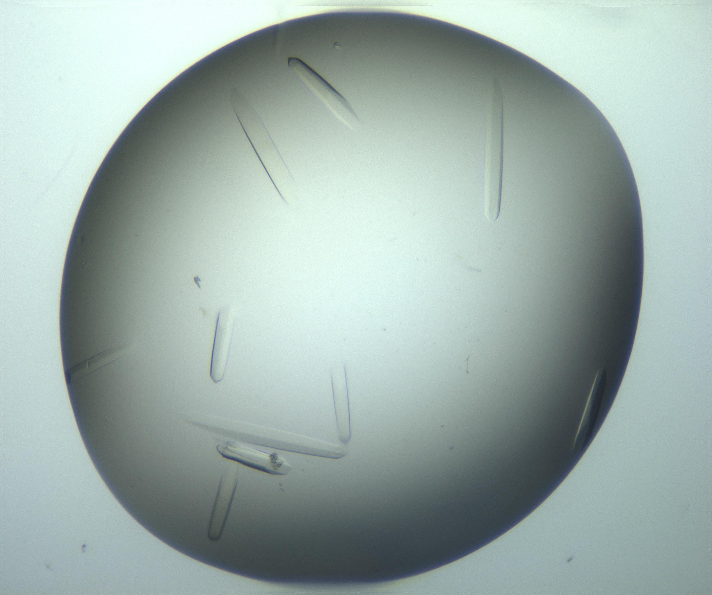 RI01_03_000_0212_Proj1_Clon1_MC_0000MC103283_003_170219_02_08_02_00_99_002_001_RAI.jpg