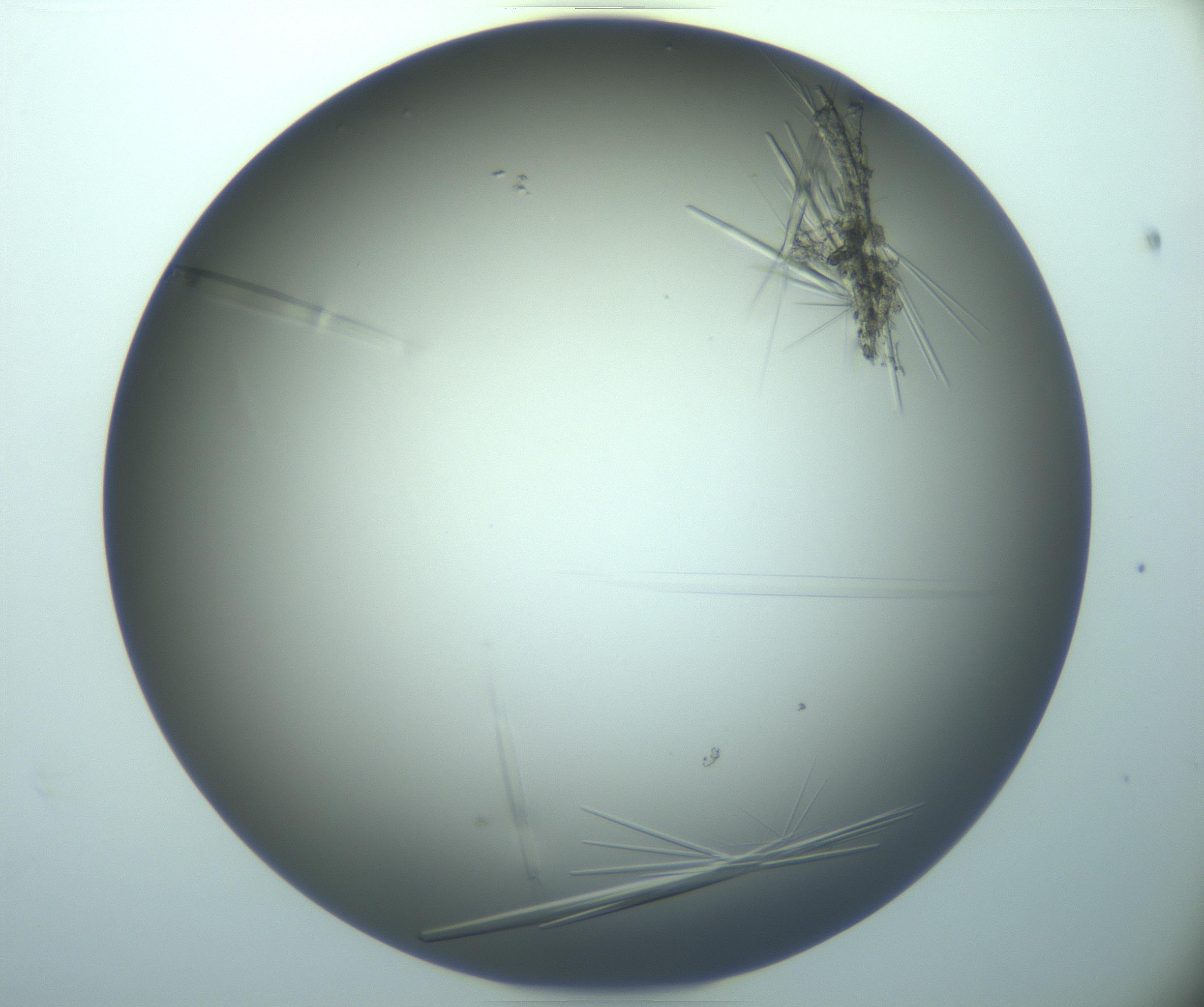 RI01_03_000_0212_Proj1_Clon1_MC_0000MC103283_003_170219_03_01_02_00_99_002_001_RAI.jpg