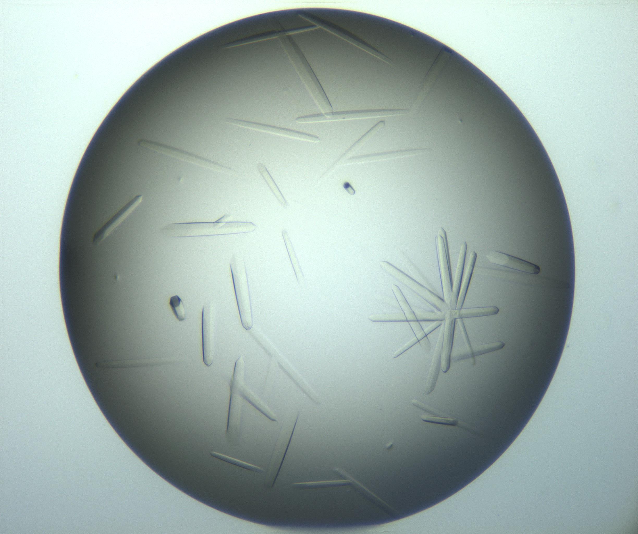 RI01_03_000_0212_Proj1_Clon1_MC_0000MC103283_003_170219_03_02_02_00_99_002_001_RAI.jpg