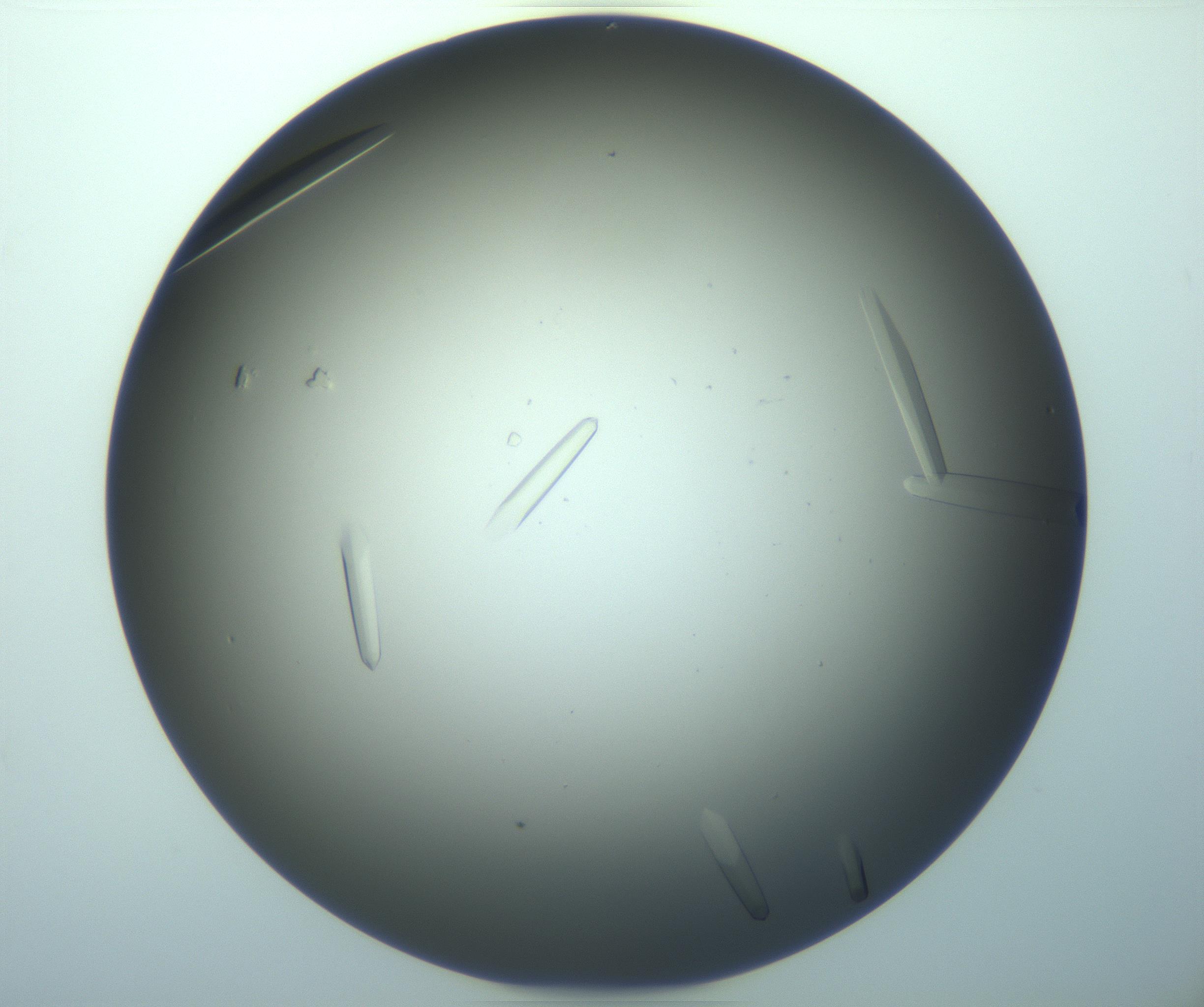 RI01_03_000_0212_Proj1_Clon1_MC_0000MC103283_003_170219_03_04_02_00_99_002_001_RAI.jpg