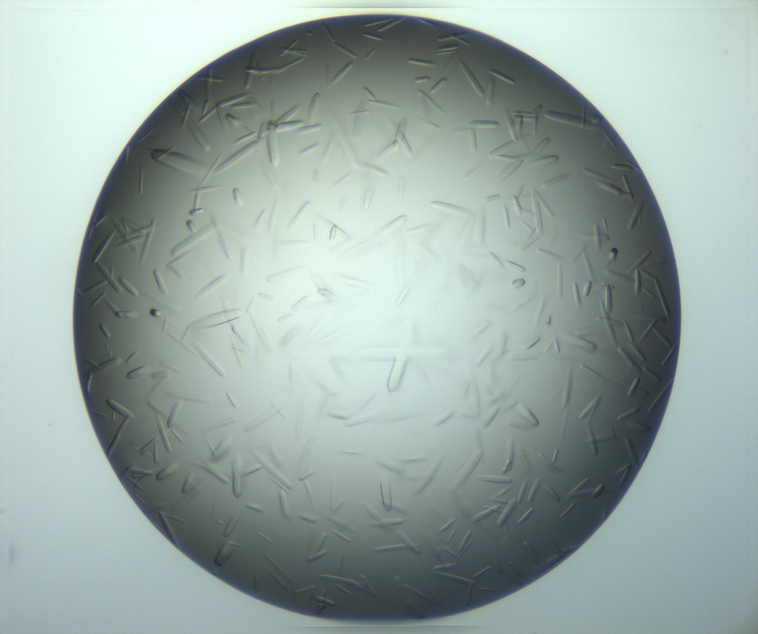RI01_03_000_0212_Proj1_Clon1_MC_0000MC103283_003_170219_03_05_02_00_99_002_001_RAI.jpg