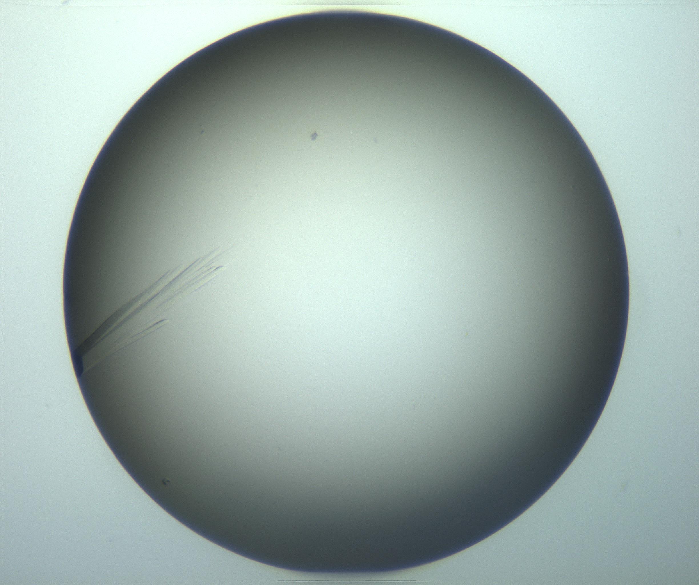 RI01_03_000_0212_Proj1_Clon1_MC_0000MC103283_003_170219_03_06_02_00_99_002_001_RAI.jpg