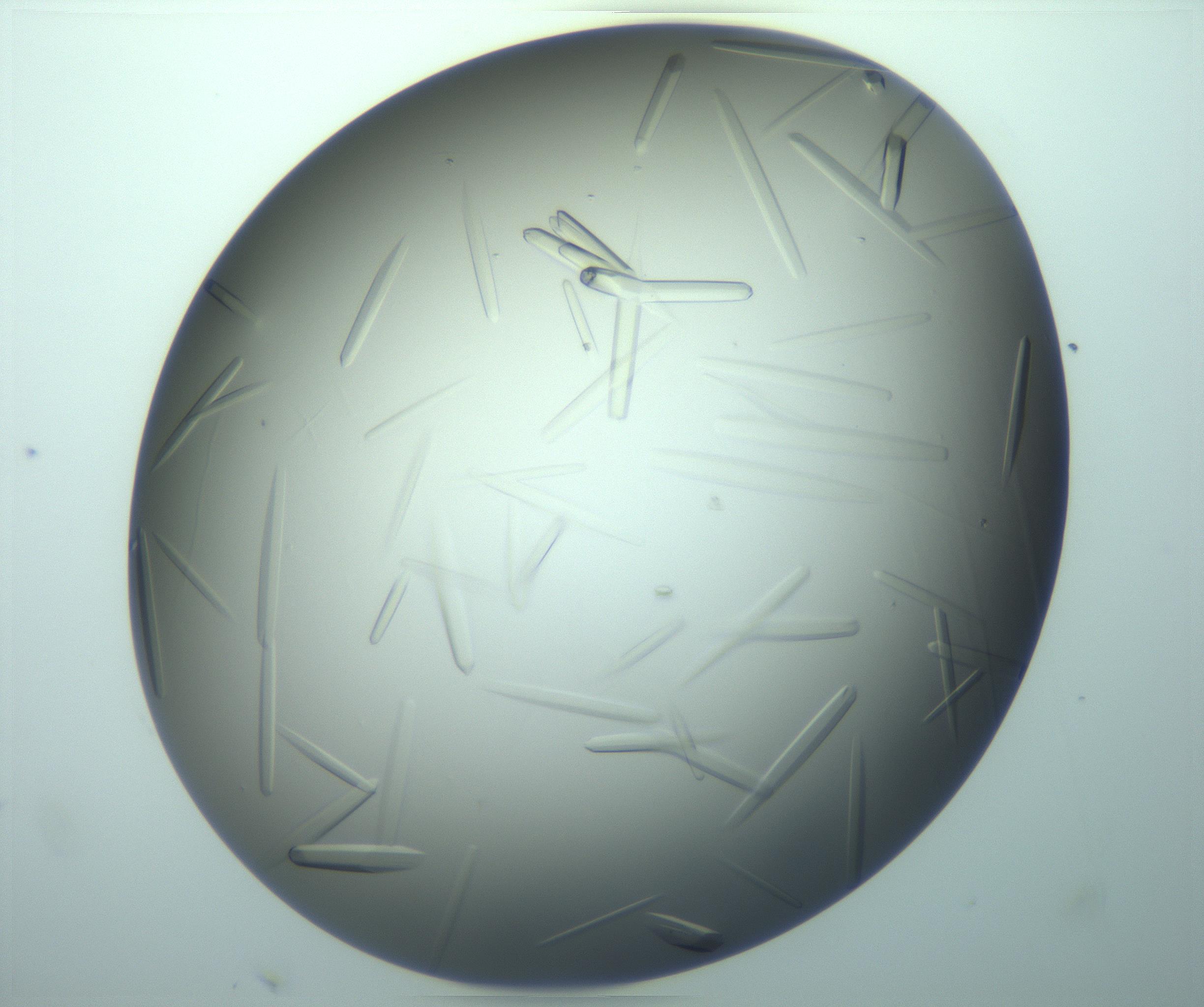 RI01_03_000_0212_Proj1_Clon1_MC_0000MC103283_003_170219_03_08_02_00_99_002_001_RAI.jpg