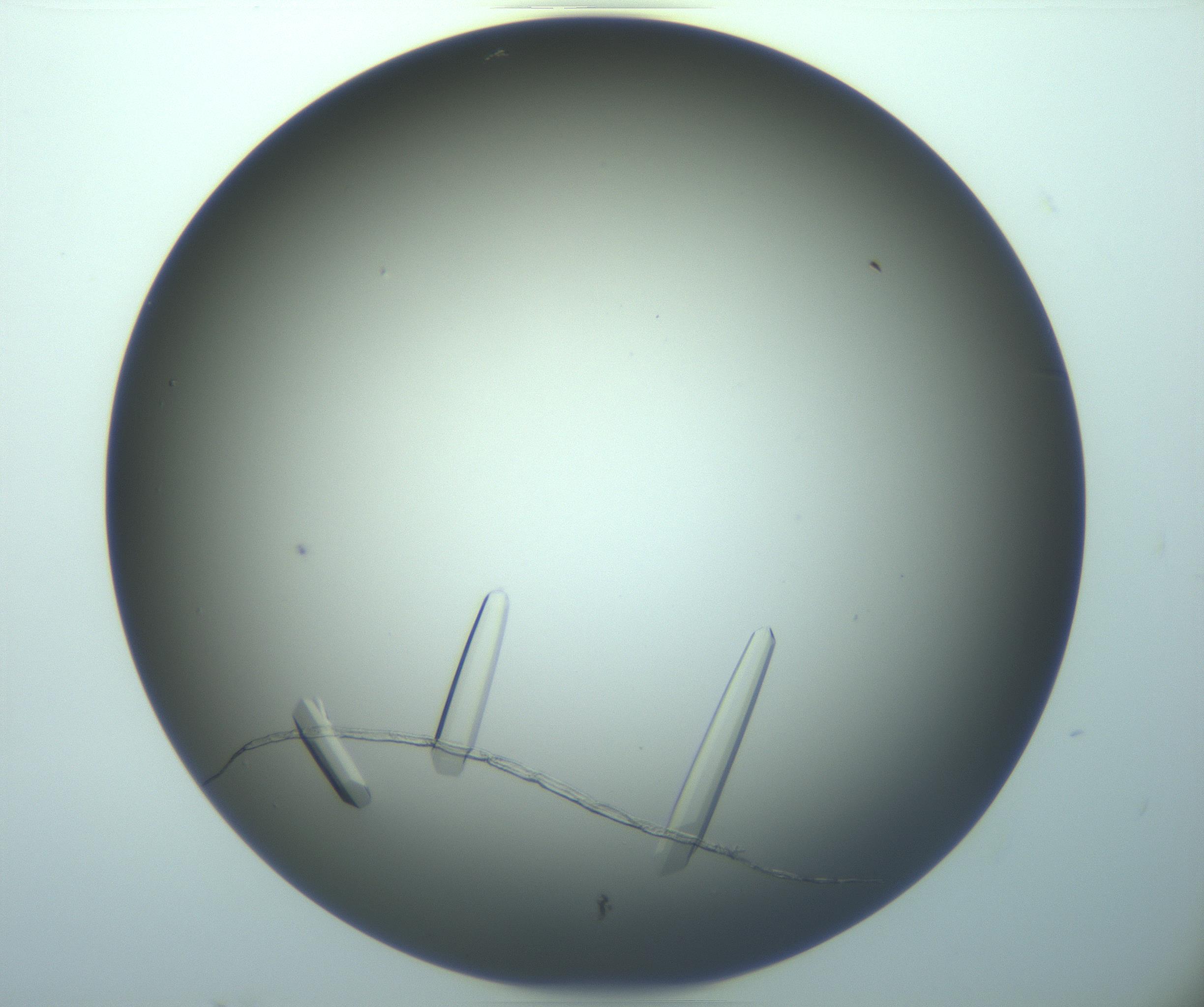 RI01_03_000_0212_Proj1_Clon1_MC_0000MC103283_003_170219_04_01_02_00_99_002_001_RAI.jpg