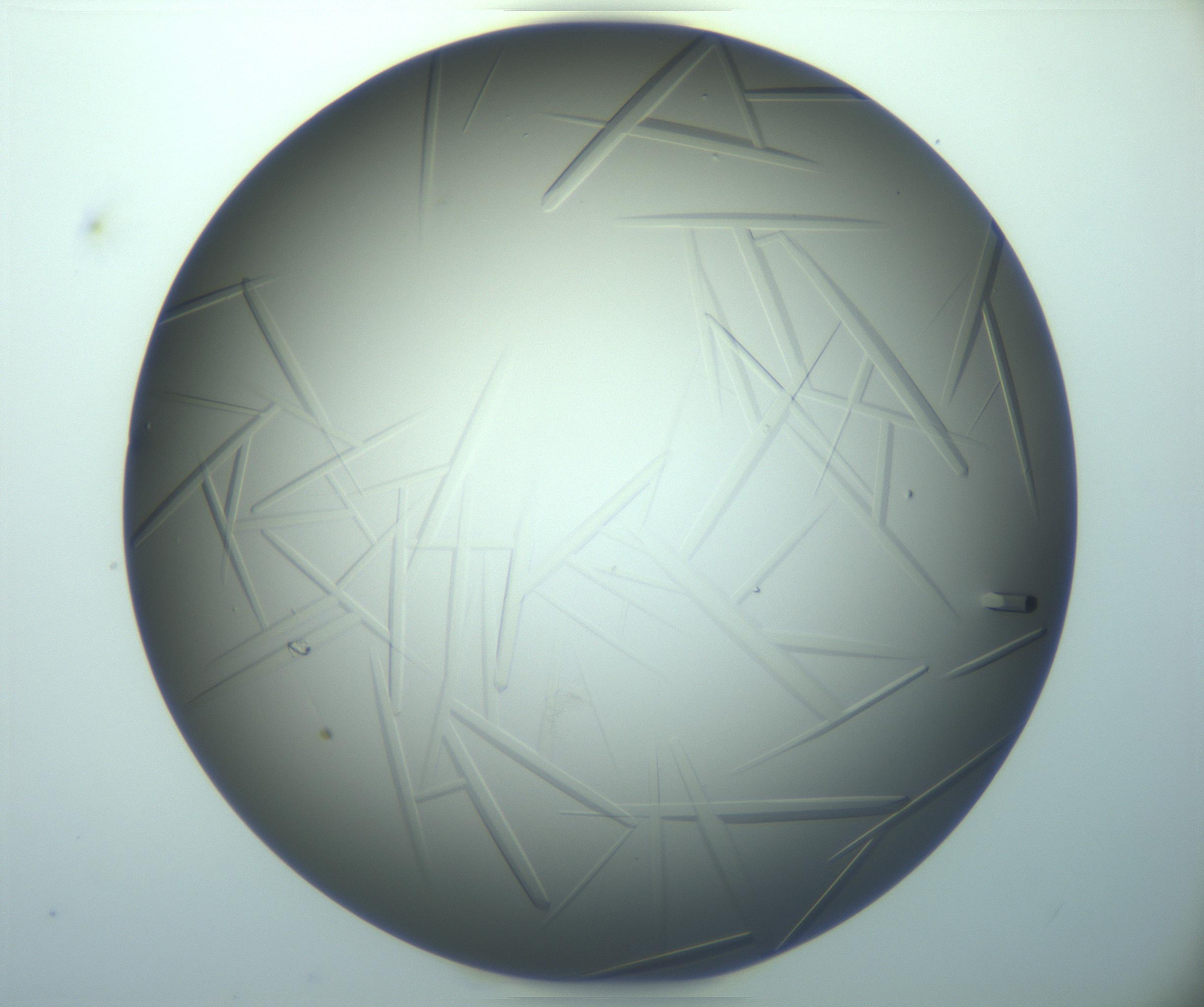 RI01_03_000_0212_Proj1_Clon1_MC_0000MC103283_003_170219_04_04_02_00_99_002_001_RAI.jpg