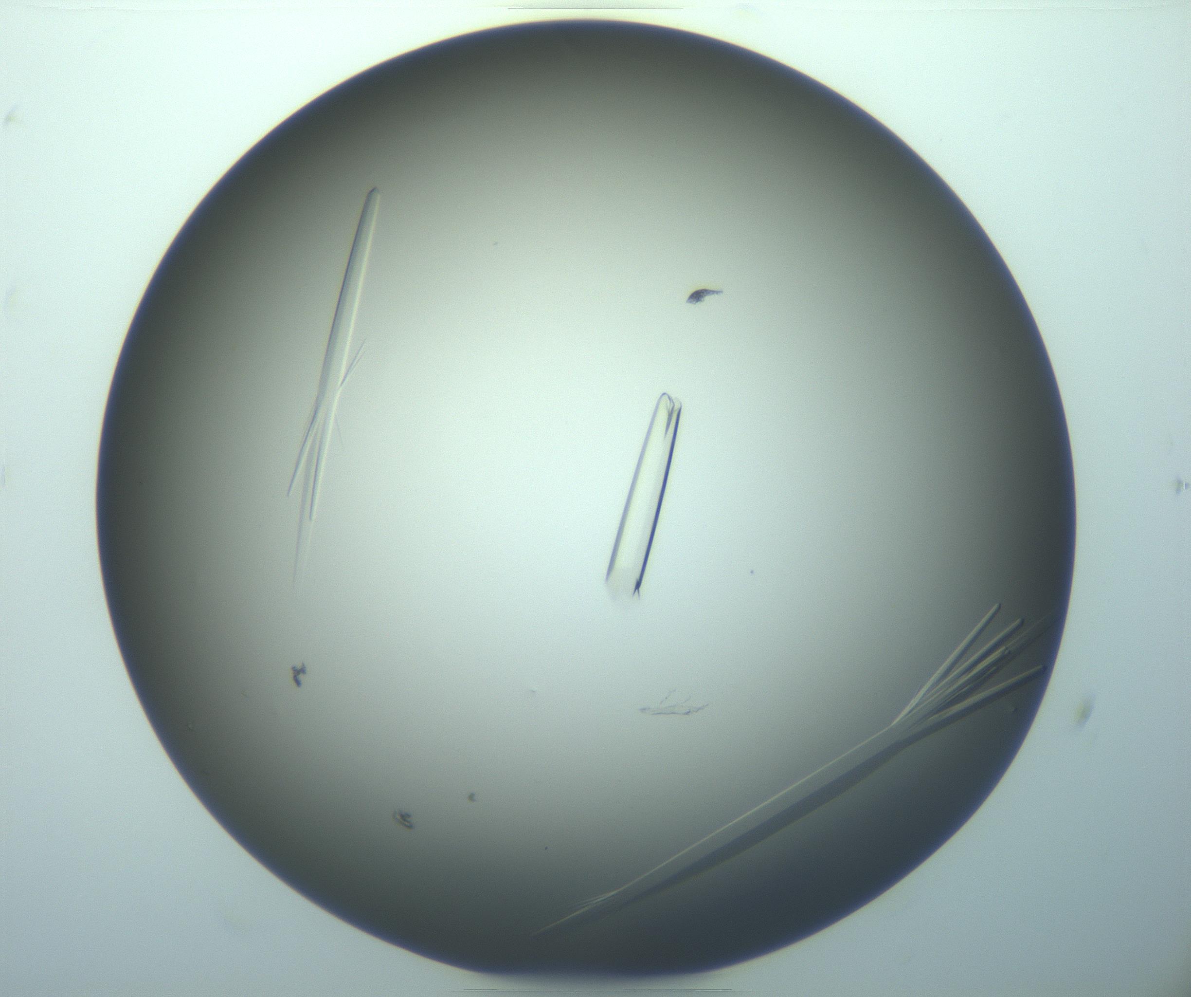 RI01_03_000_0212_Proj1_Clon1_MC_0000MC103283_003_170219_05_01_02_00_99_002_001_RAI.jpg