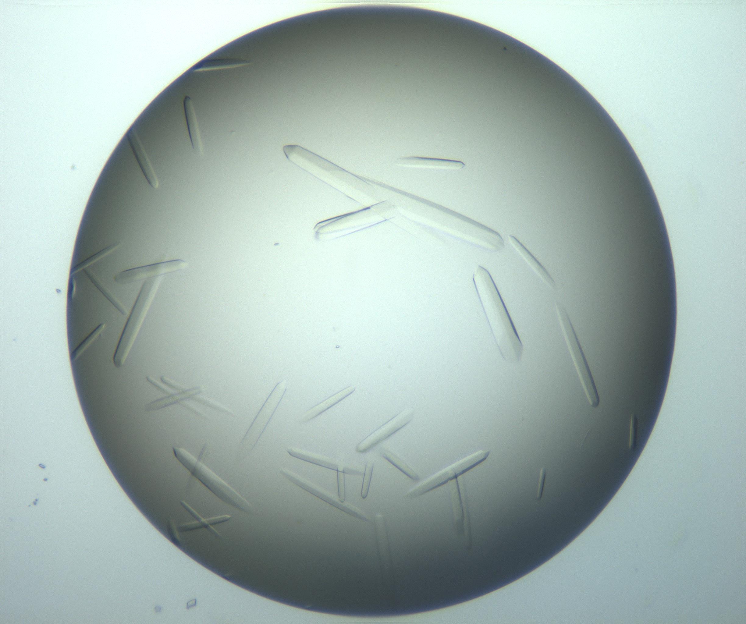 RI01_03_000_0212_Proj1_Clon1_MC_0000MC103283_003_170219_05_07_02_00_99_002_001_RAI.jpg