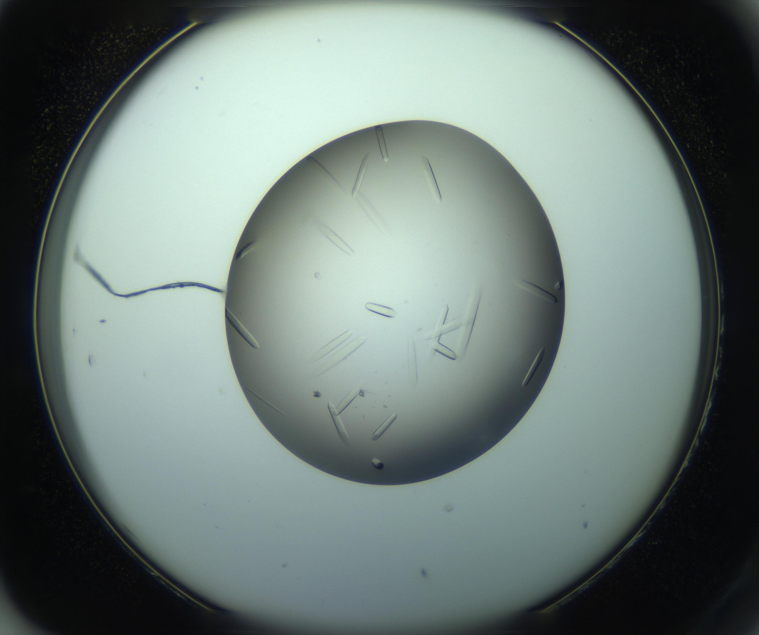 RI01_03_000_0212_Proj1_Clon1_MC_0000MC103283_003_170219_05_08_02_00_99_002_001_RAI.jpg