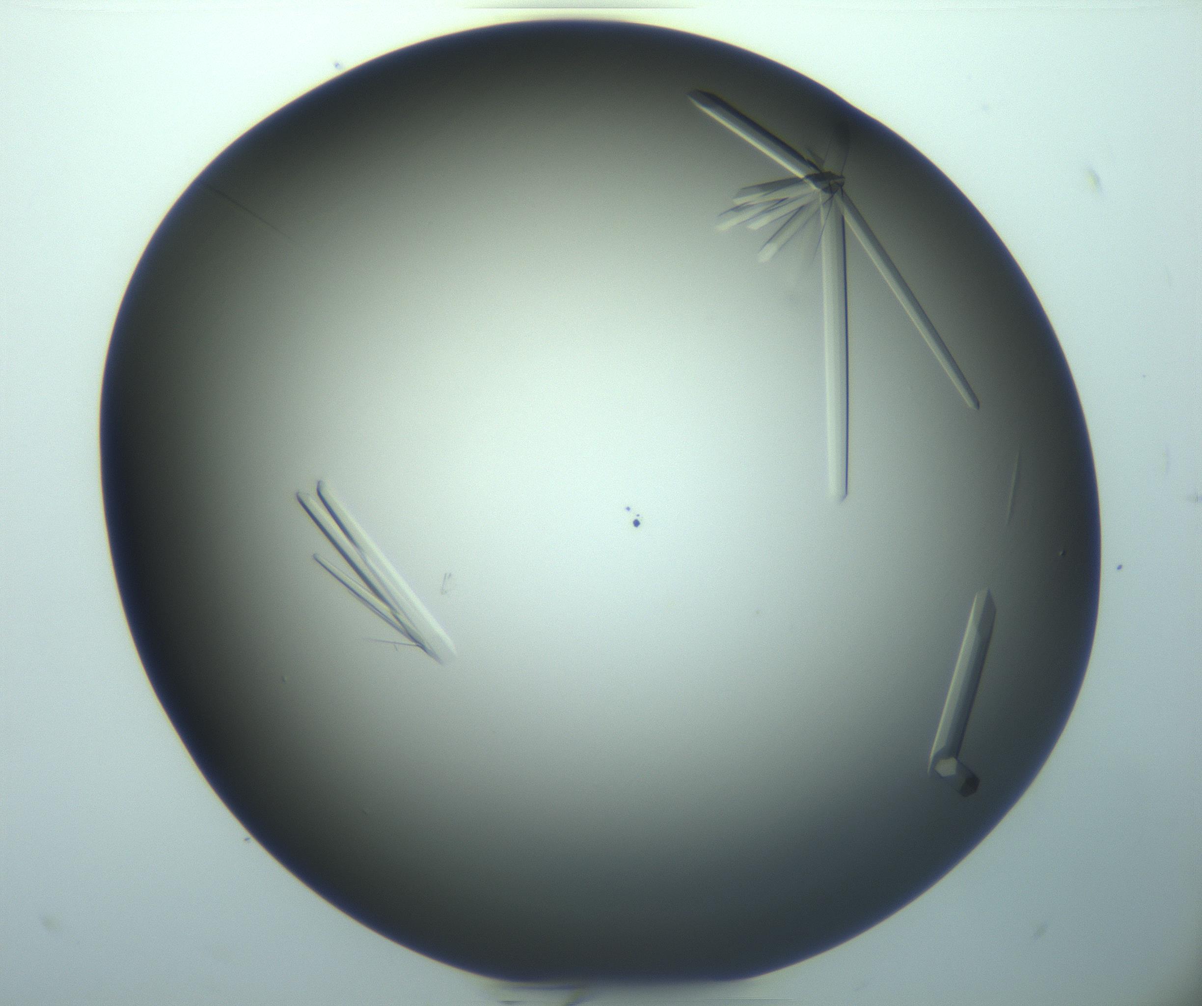 RI01_03_000_0212_Proj1_Clon1_MC_0000MC103283_003_170219_06_01_02_00_99_002_001_RAI.jpg