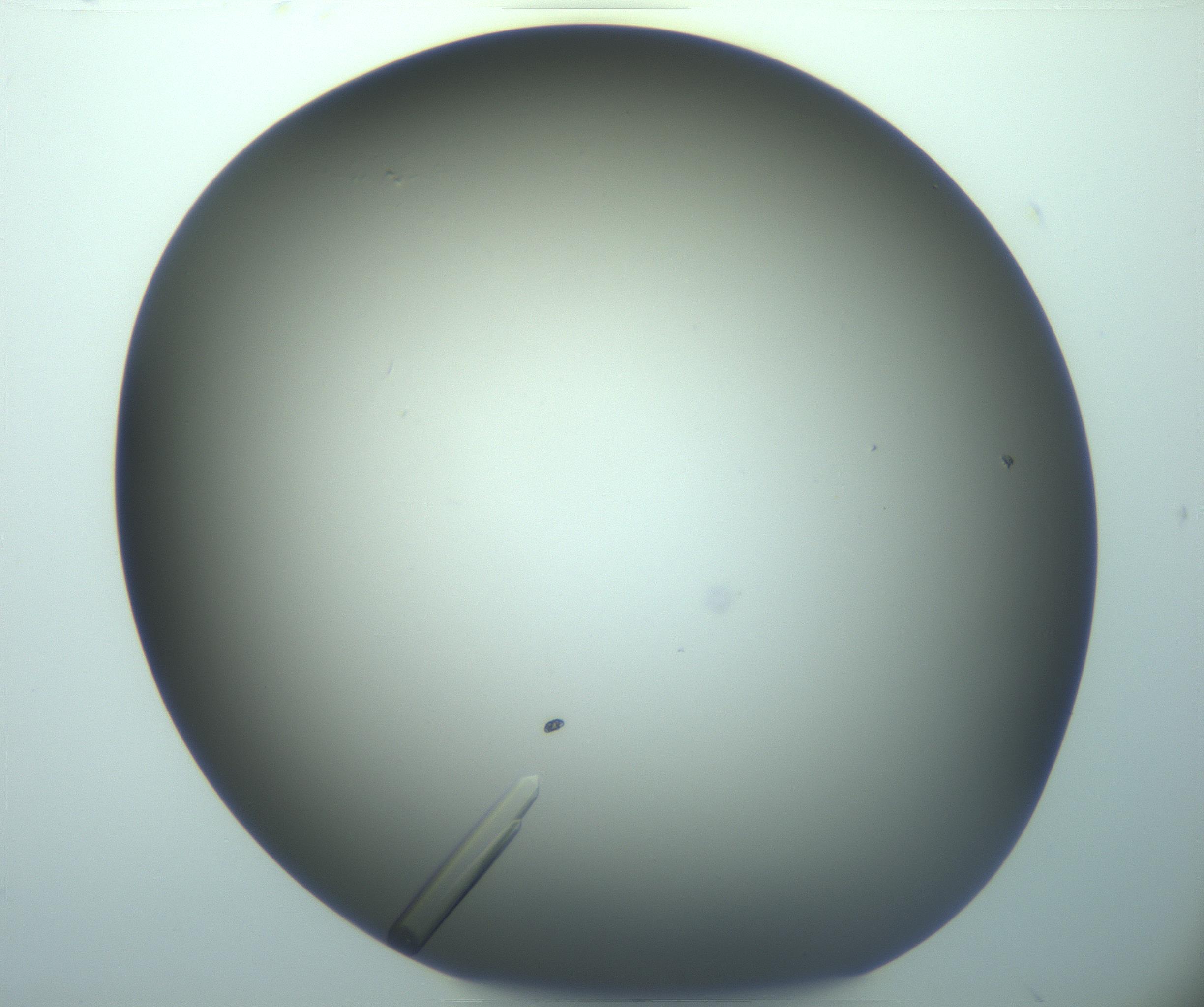 RI01_03_000_0212_Proj1_Clon1_MC_0000MC103283_003_170219_06_02_02_00_99_002_001_RAI.jpg