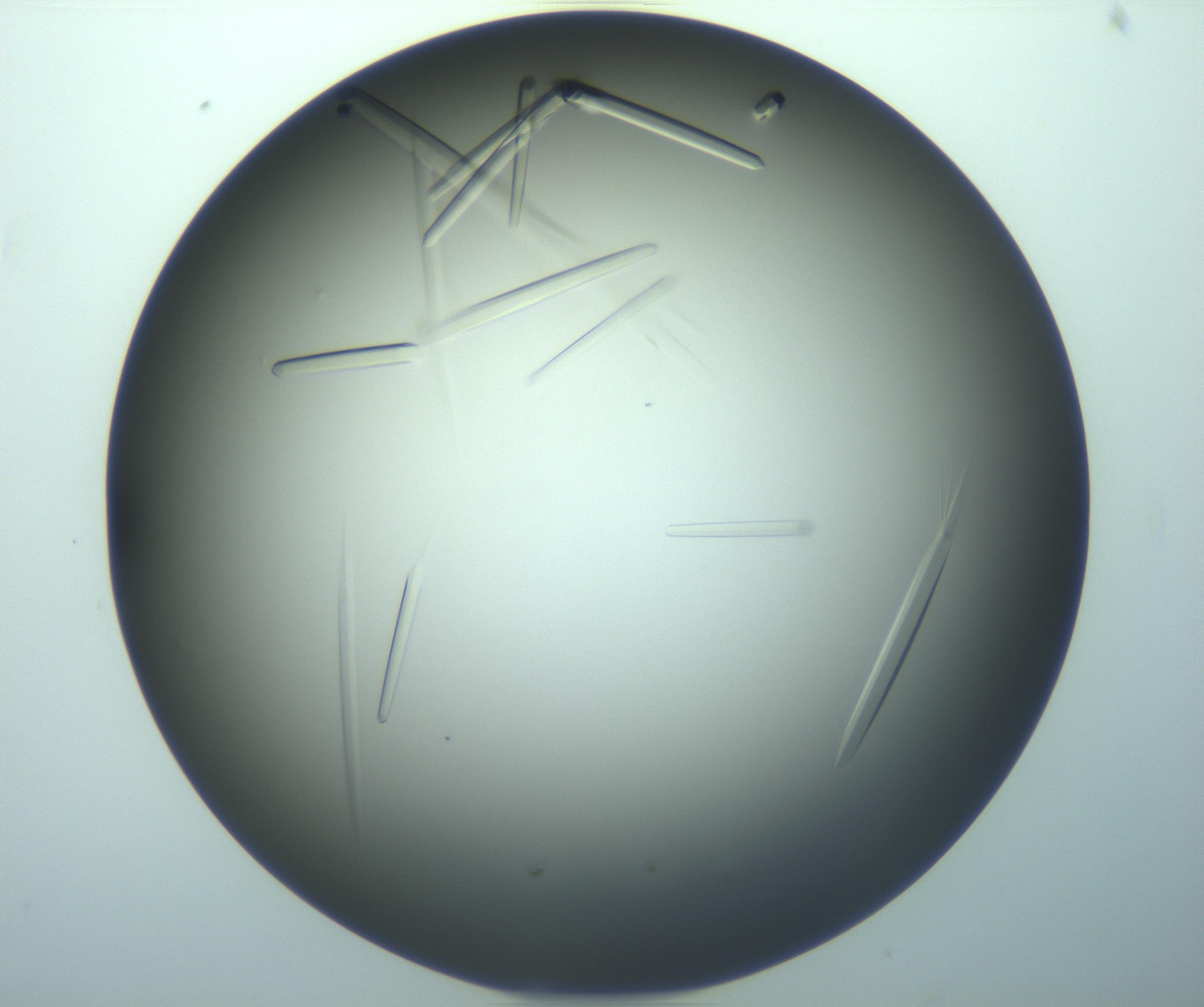 RI01_03_000_0212_Proj1_Clon1_MC_0000MC103283_003_170219_07_01_02_00_99_002_001_RAI.jpg