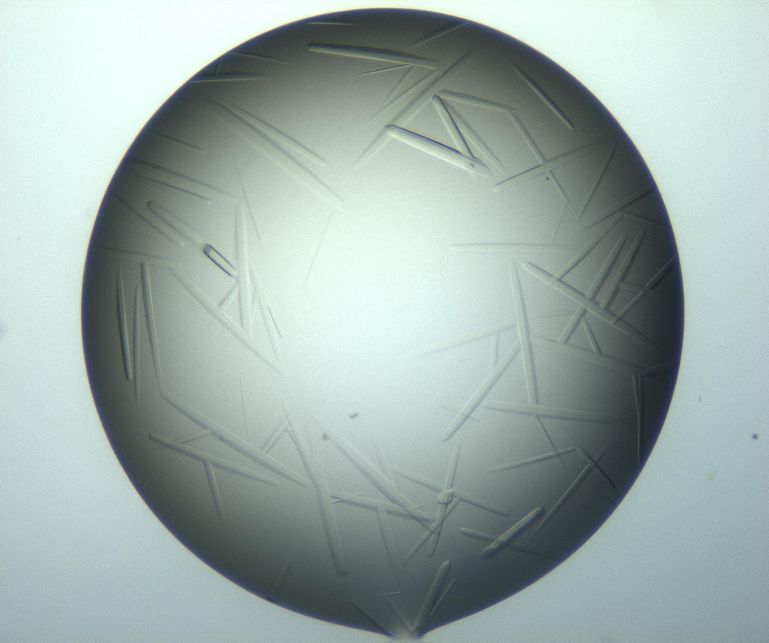 RI01_03_000_0212_Proj1_Clon1_MC_0000MC103283_003_170219_07_02_02_00_99_002_001_RAI.jpg