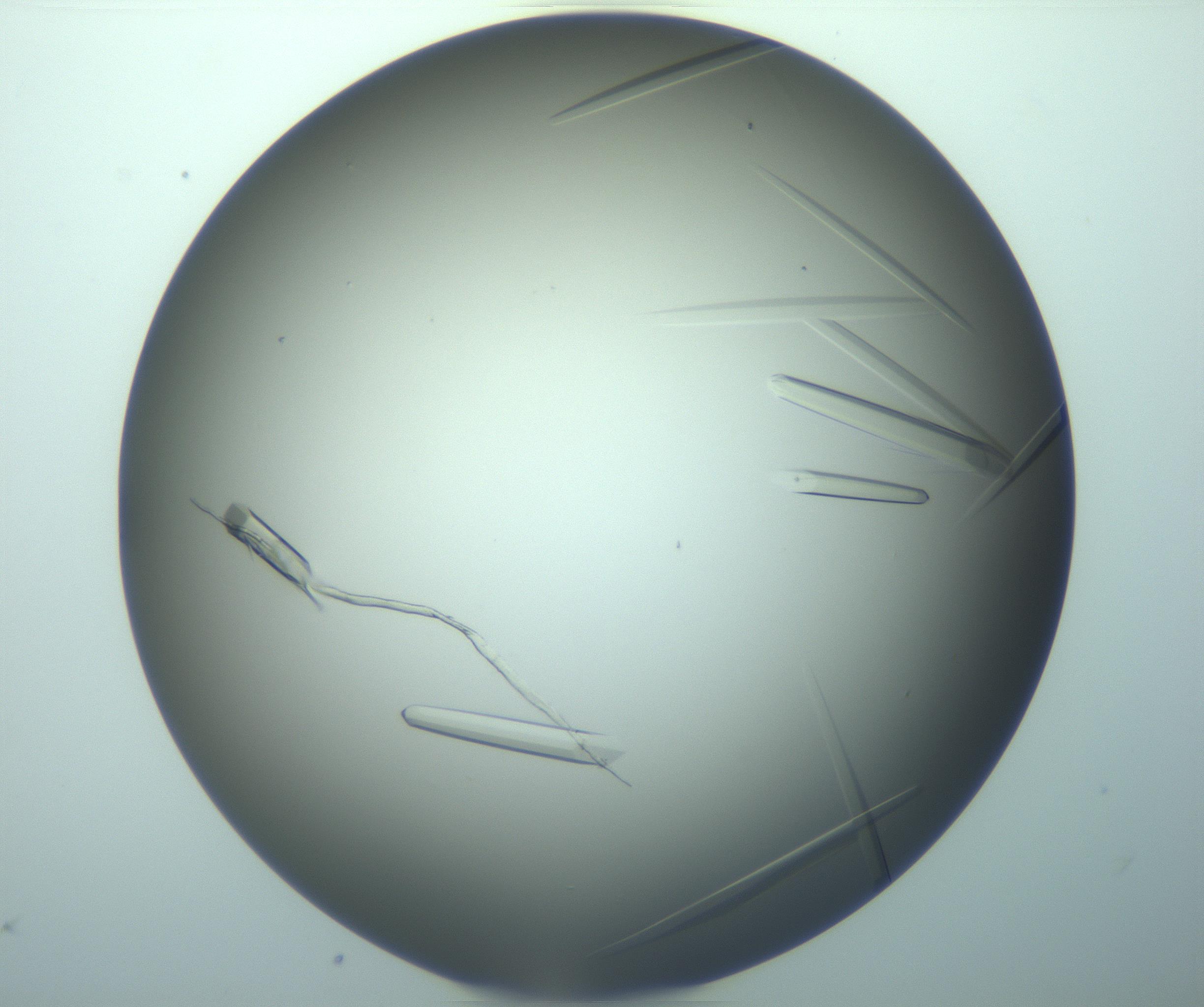 RI01_03_000_0212_Proj1_Clon1_MC_0000MC103283_003_170219_07_03_02_00_99_002_001_RAI.jpg