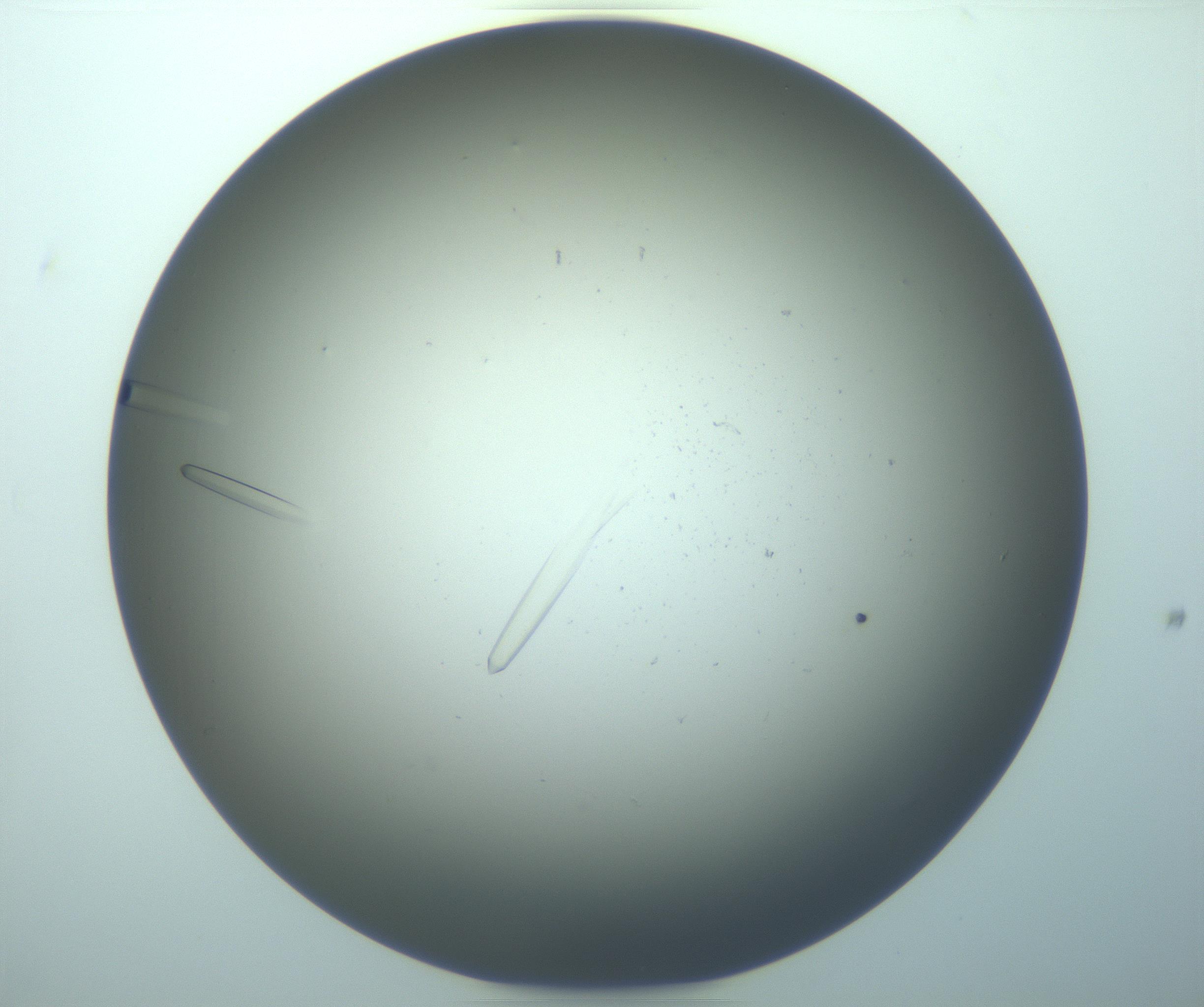 RI01_03_000_0212_Proj1_Clon1_MC_0000MC103283_003_170219_07_05_02_00_99_002_001_RAI.jpg
