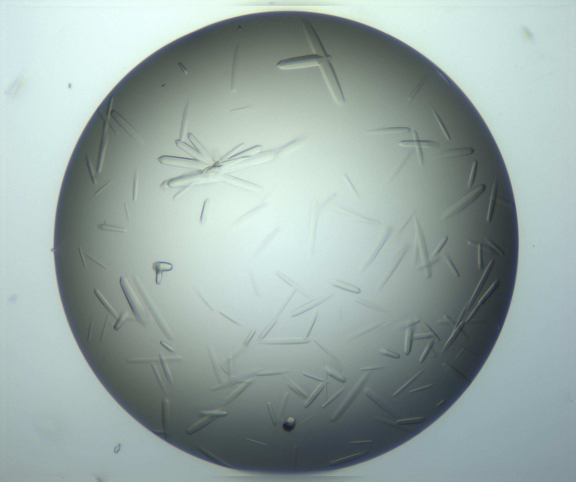 RI01_03_000_0212_Proj1_Clon1_MC_0000MC103283_003_170219_07_06_02_00_99_002_001_RAI.jpg