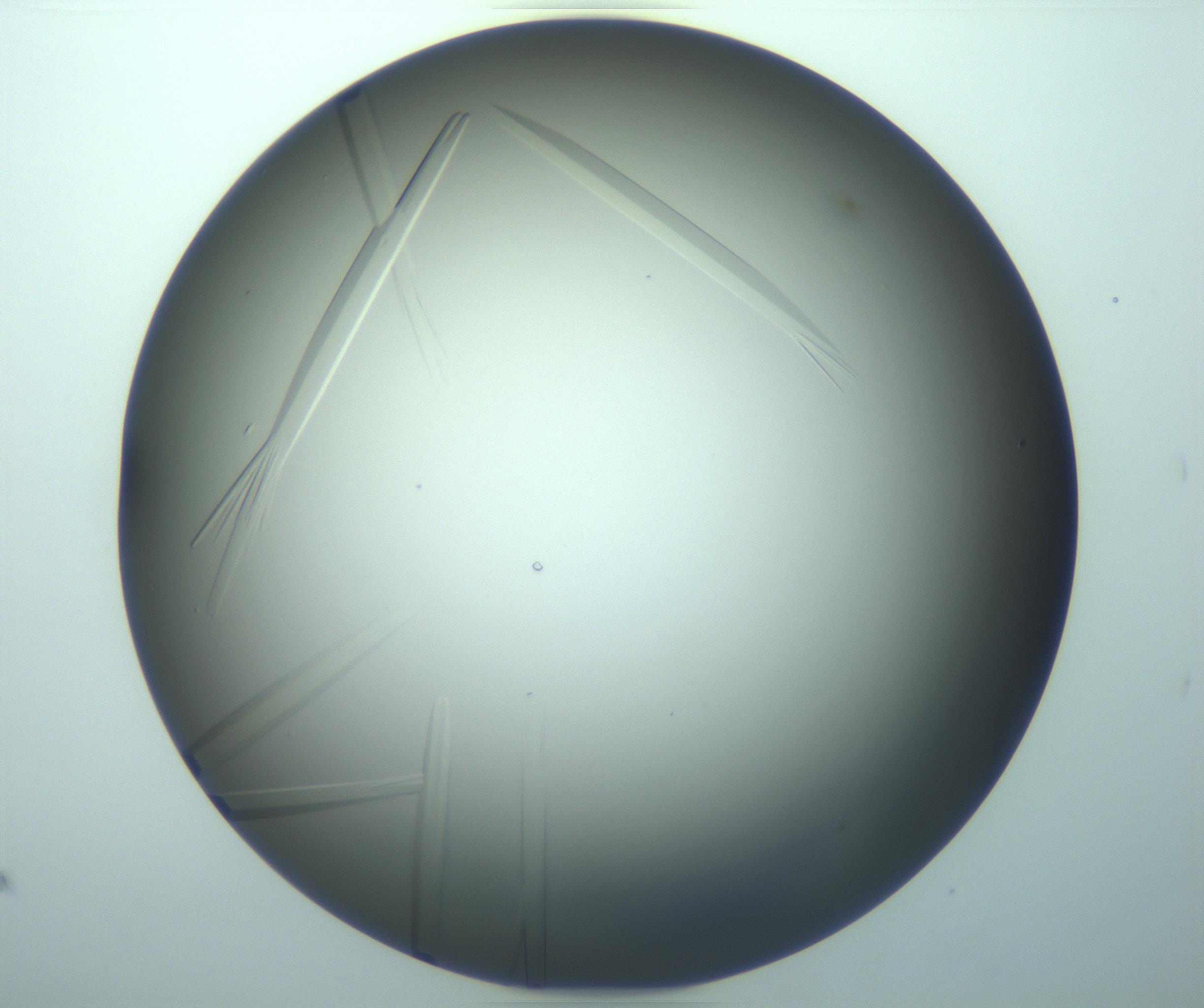 RI01_03_000_0212_Proj1_Clon1_MC_0000MC103283_003_170219_07_07_02_00_99_002_001_RAI.jpg