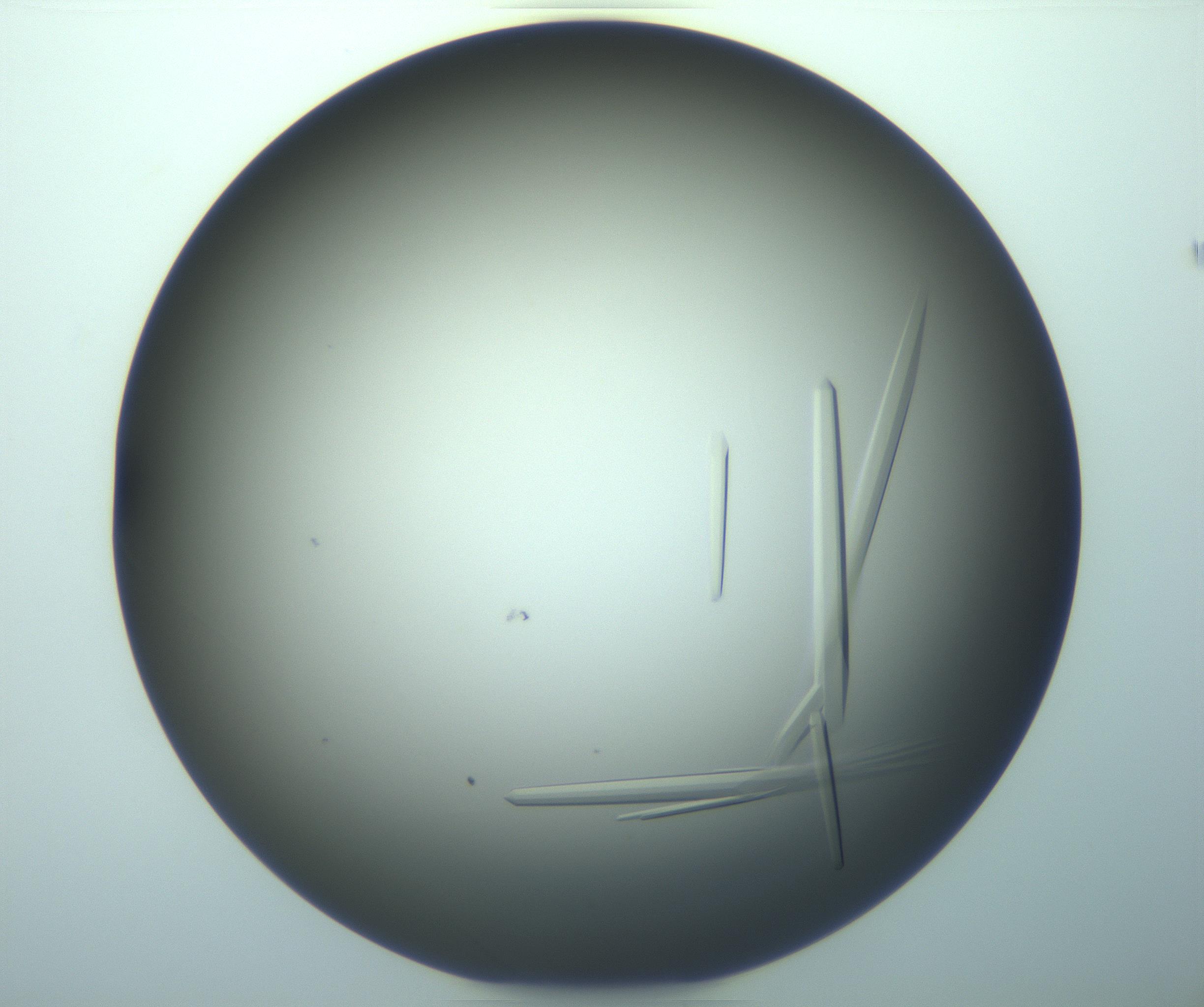 RI01_03_000_0212_Proj1_Clon1_MC_0000MC103283_003_170219_08_02_02_00_99_002_001_RAI.jpg