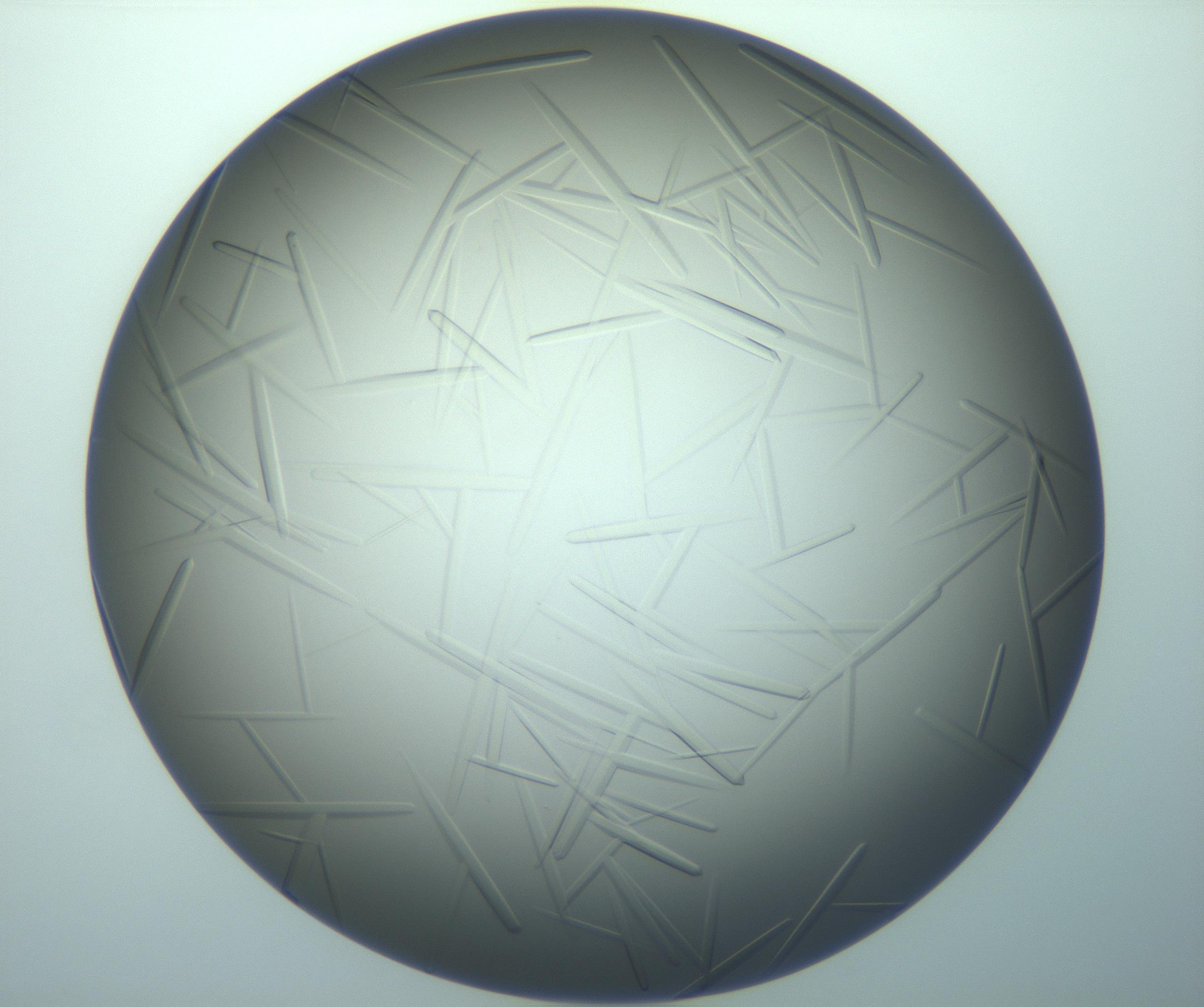 RI01_03_000_0212_Proj1_Clon1_MC_0000MC103283_003_170219_09_01_02_00_99_002_001_RAI.jpg