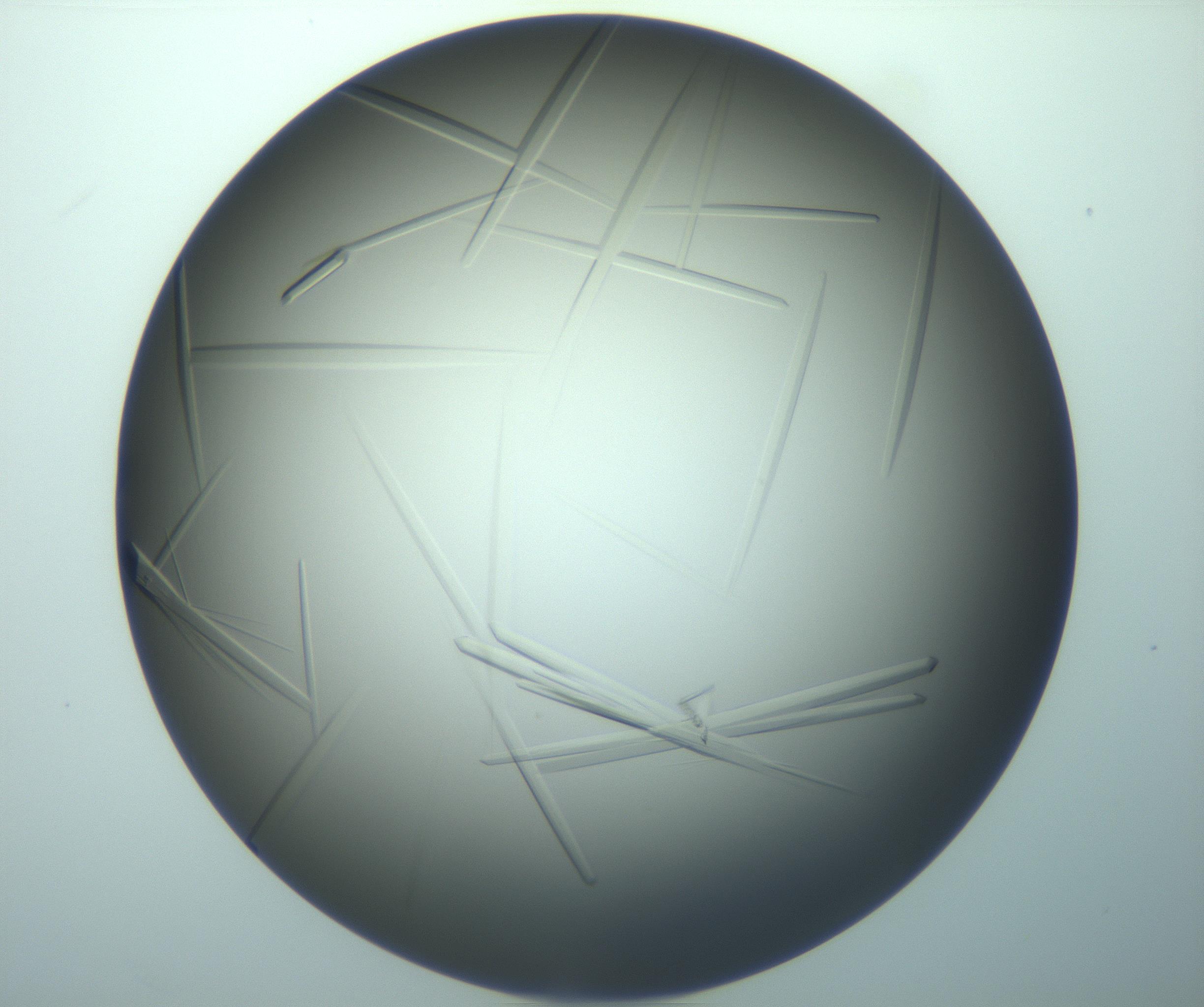 RI01_03_000_0212_Proj1_Clon1_MC_0000MC103283_003_170219_09_02_02_00_99_002_001_RAI.jpg