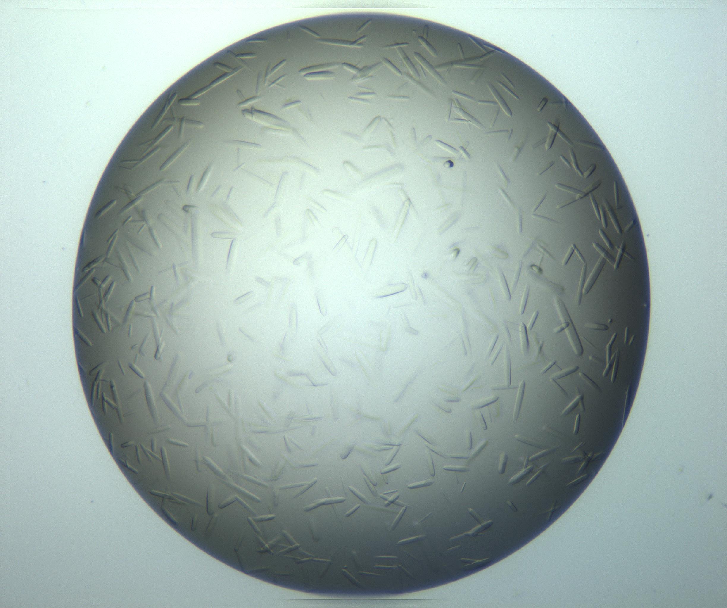 RI01_03_000_0212_Proj1_Clon1_MC_0000MC103283_003_170219_09_07_02_00_99_002_001_RAI.jpg