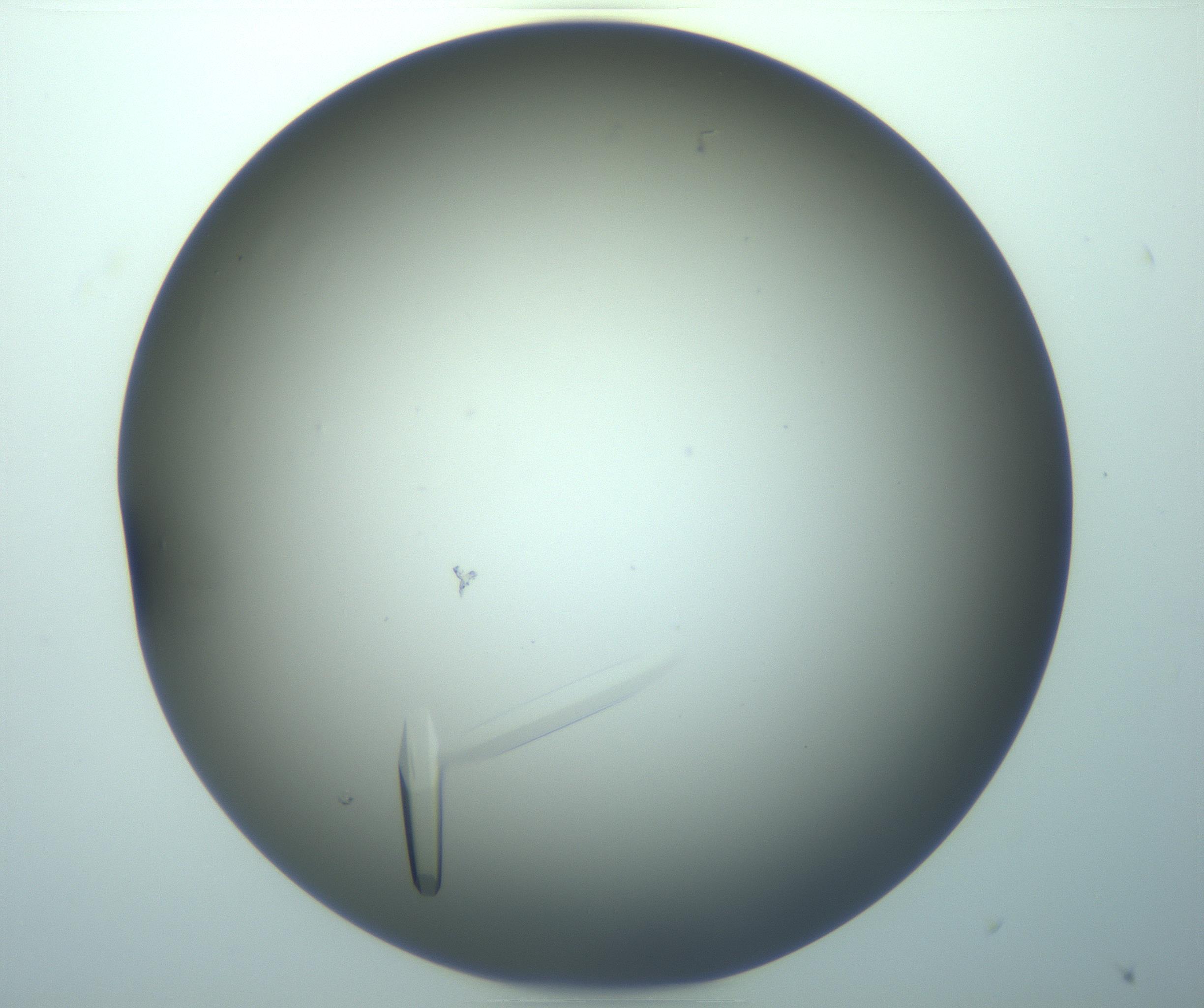 RI01_03_000_0212_Proj1_Clon1_MC_0000MC103283_003_170219_10_01_02_00_99_002_001_RAI.jpg