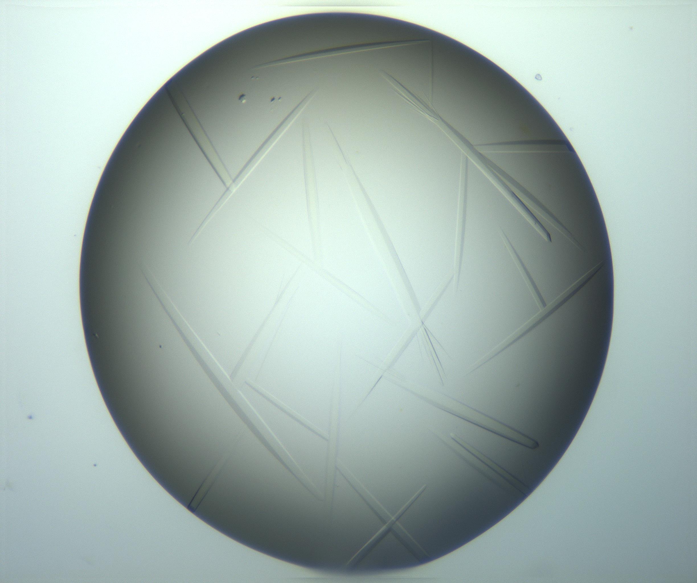 RI01_03_000_0212_Proj1_Clon1_MC_0000MC103283_003_170219_10_02_02_00_99_002_001_RAI.jpg