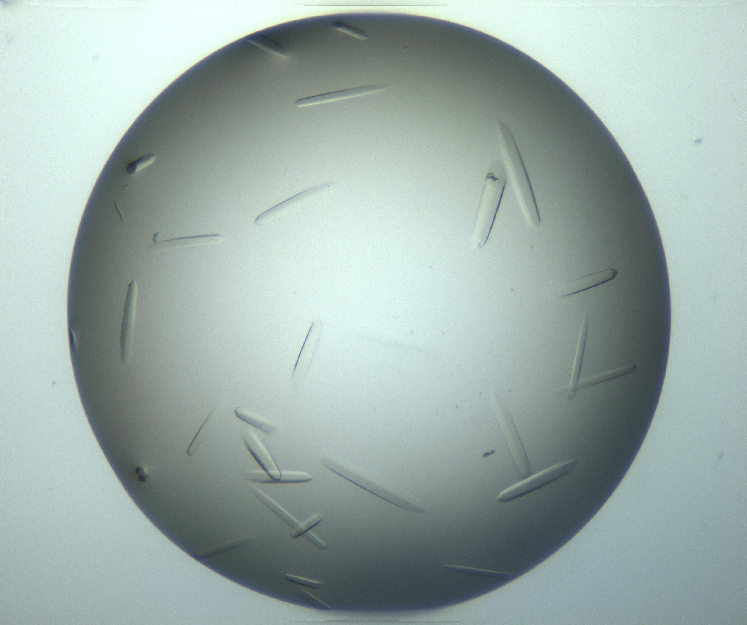 RI01_03_000_0212_Proj1_Clon1_MC_0000MC103283_003_170219_10_05_02_00_99_002_001_RAI.jpg