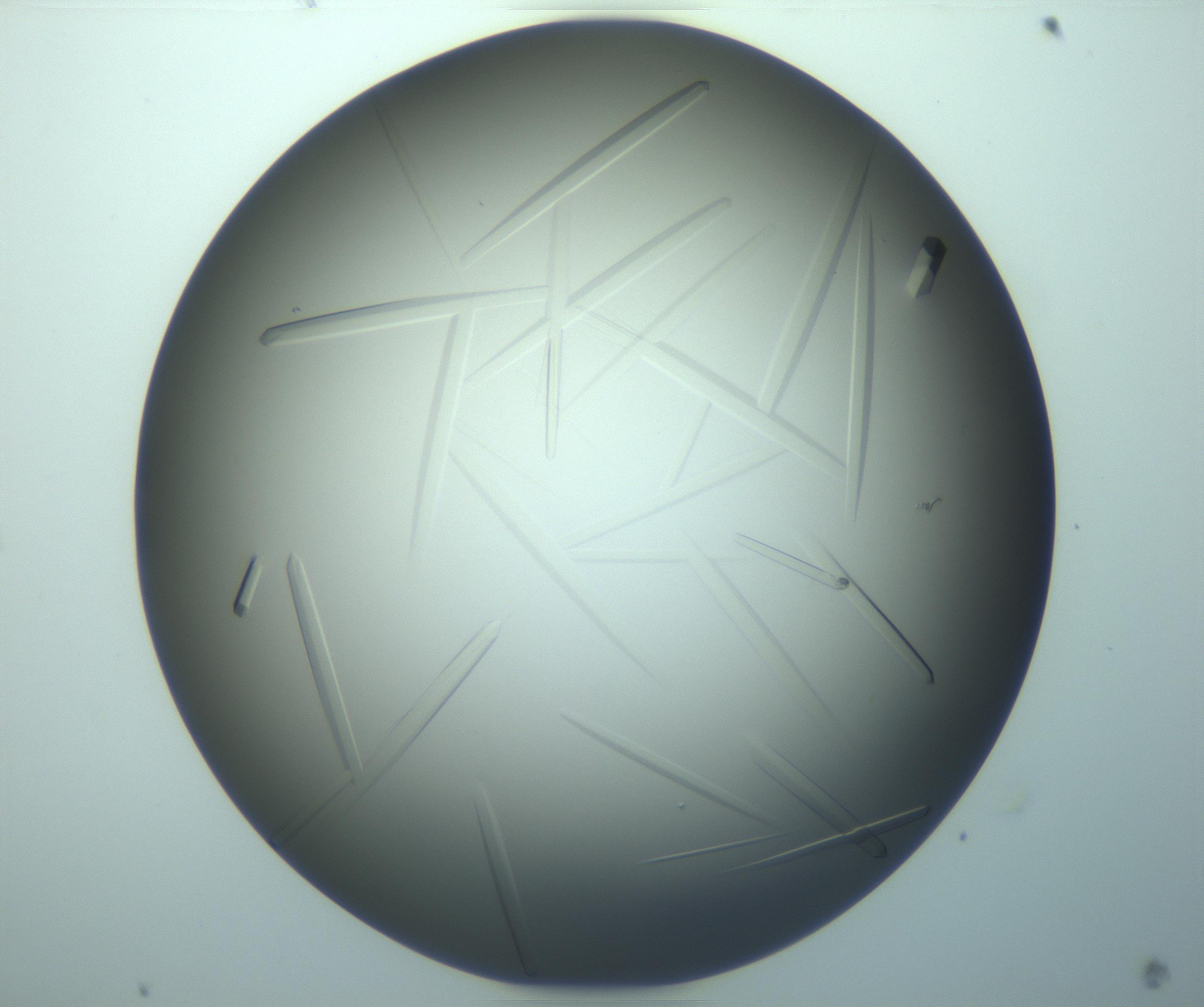 RI01_03_000_0212_Proj1_Clon1_MC_0000MC103283_003_170219_10_06_02_00_99_002_001_RAI.jpg