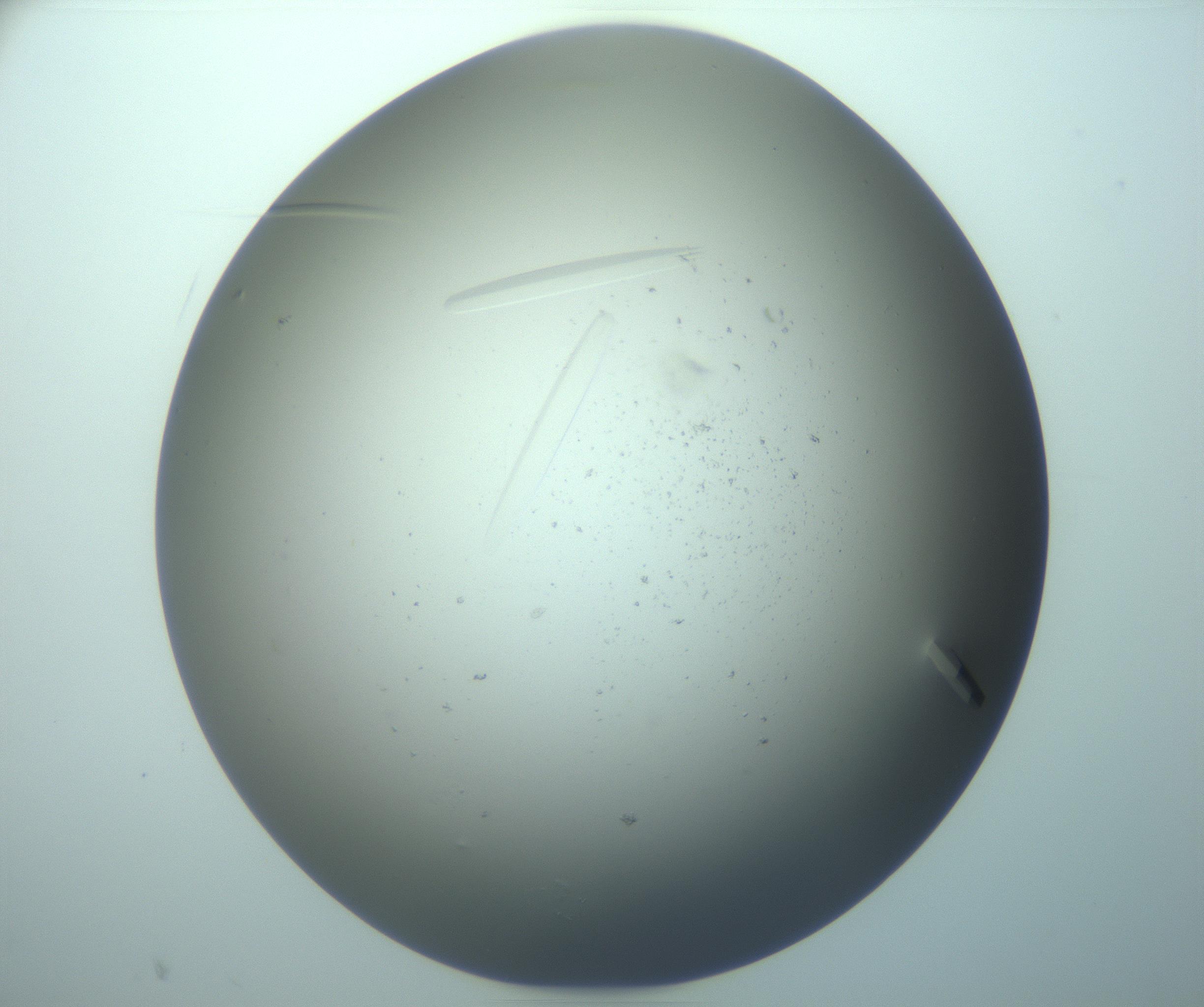 RI01_03_000_0212_Proj1_Clon1_MC_0000MC103283_003_170219_10_07_02_00_99_002_001_RAI.jpg
