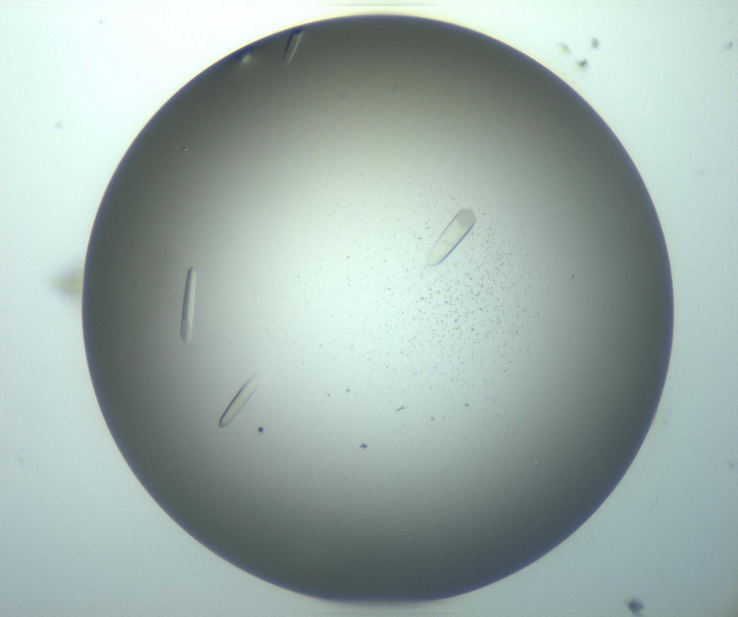 RI01_03_000_0212_Proj1_Clon1_MC_0000MC103283_003_170219_11_01_02_00_99_002_001_RAI.jpg