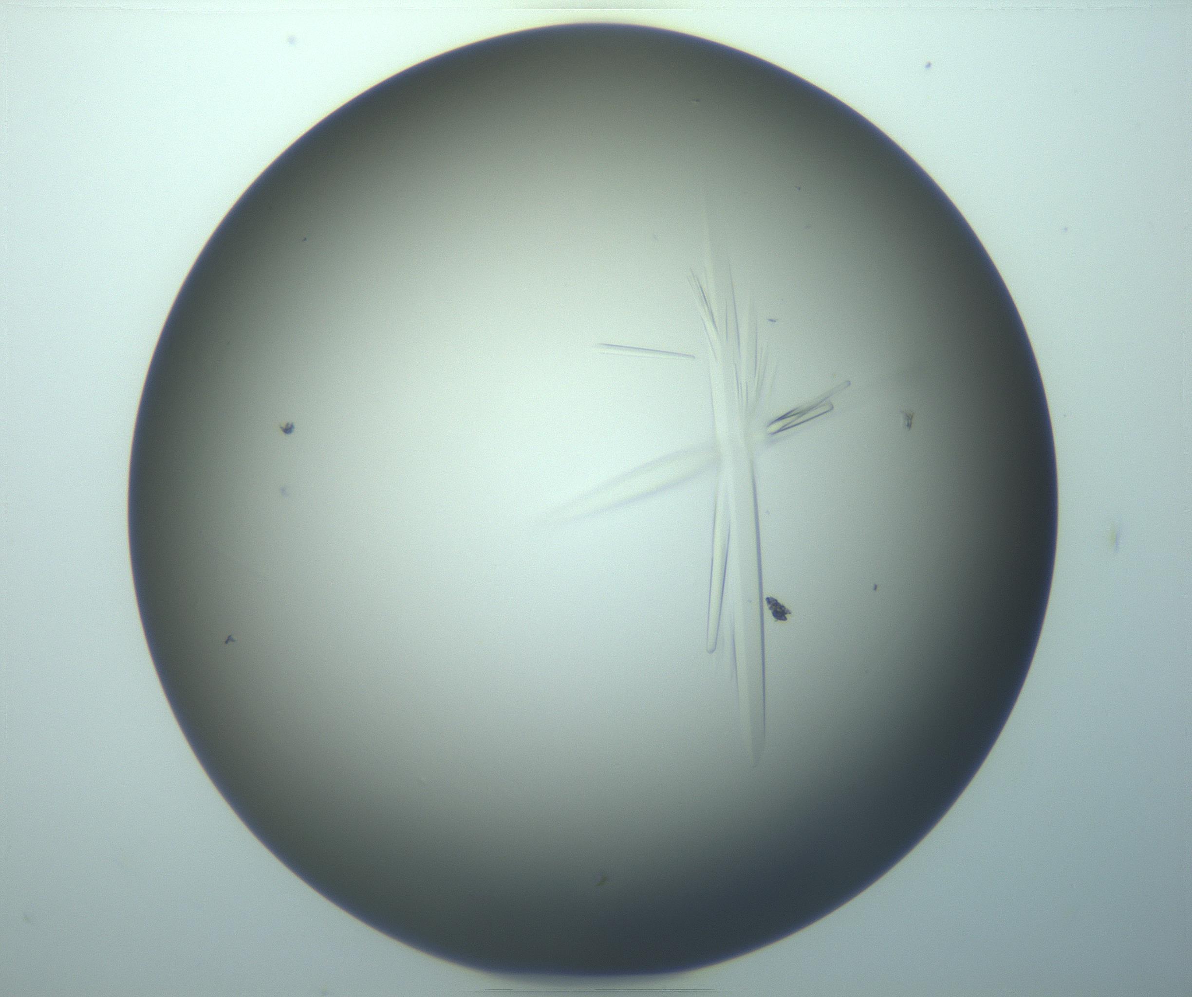 RI01_03_000_0212_Proj1_Clon1_MC_0000MC103283_003_170219_11_06_02_00_99_002_001_RAI.jpg