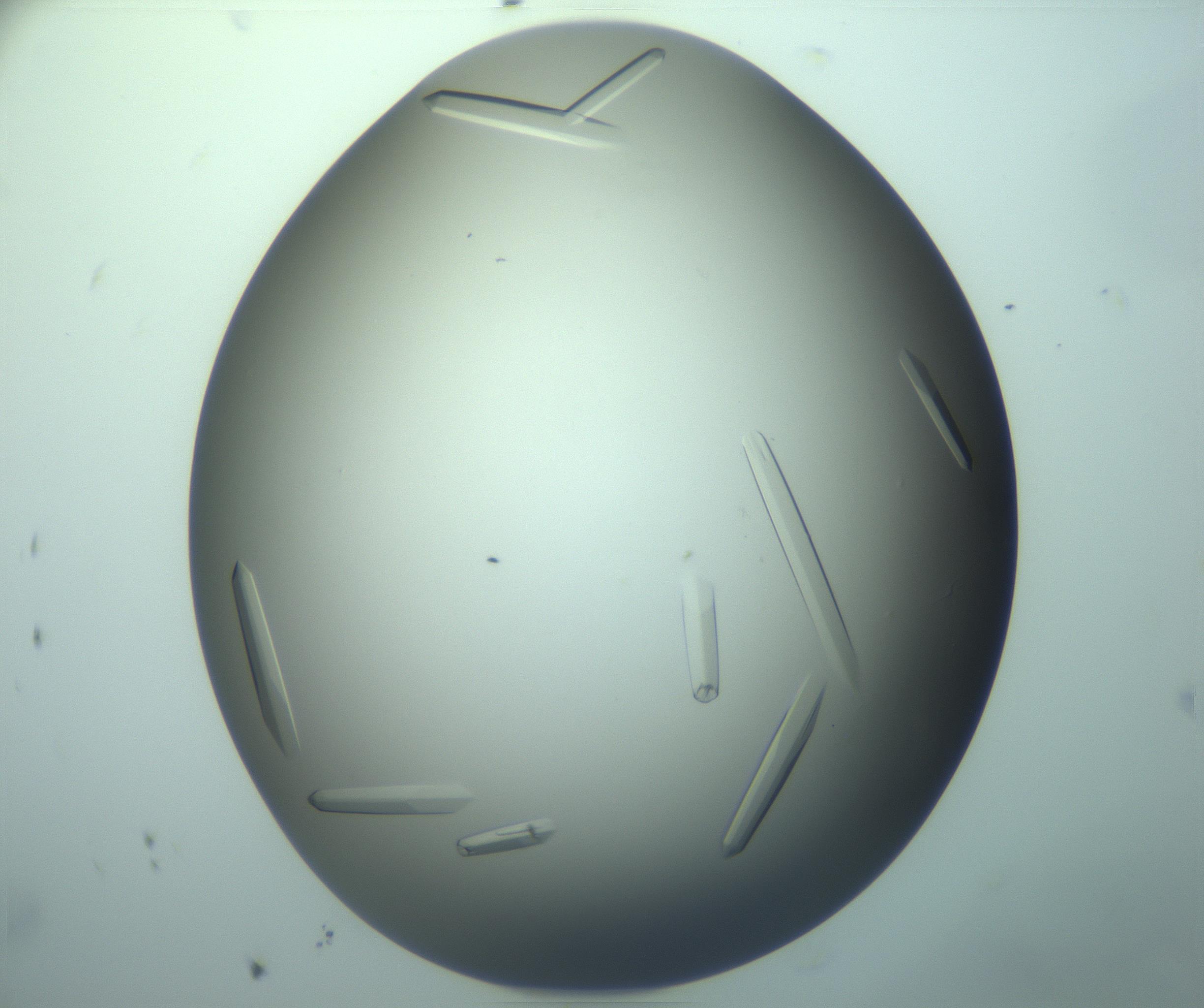 RI01_03_000_0212_Proj1_Clon1_MC_0000MC103283_003_170219_11_08_02_00_99_002_001_RAI.jpg