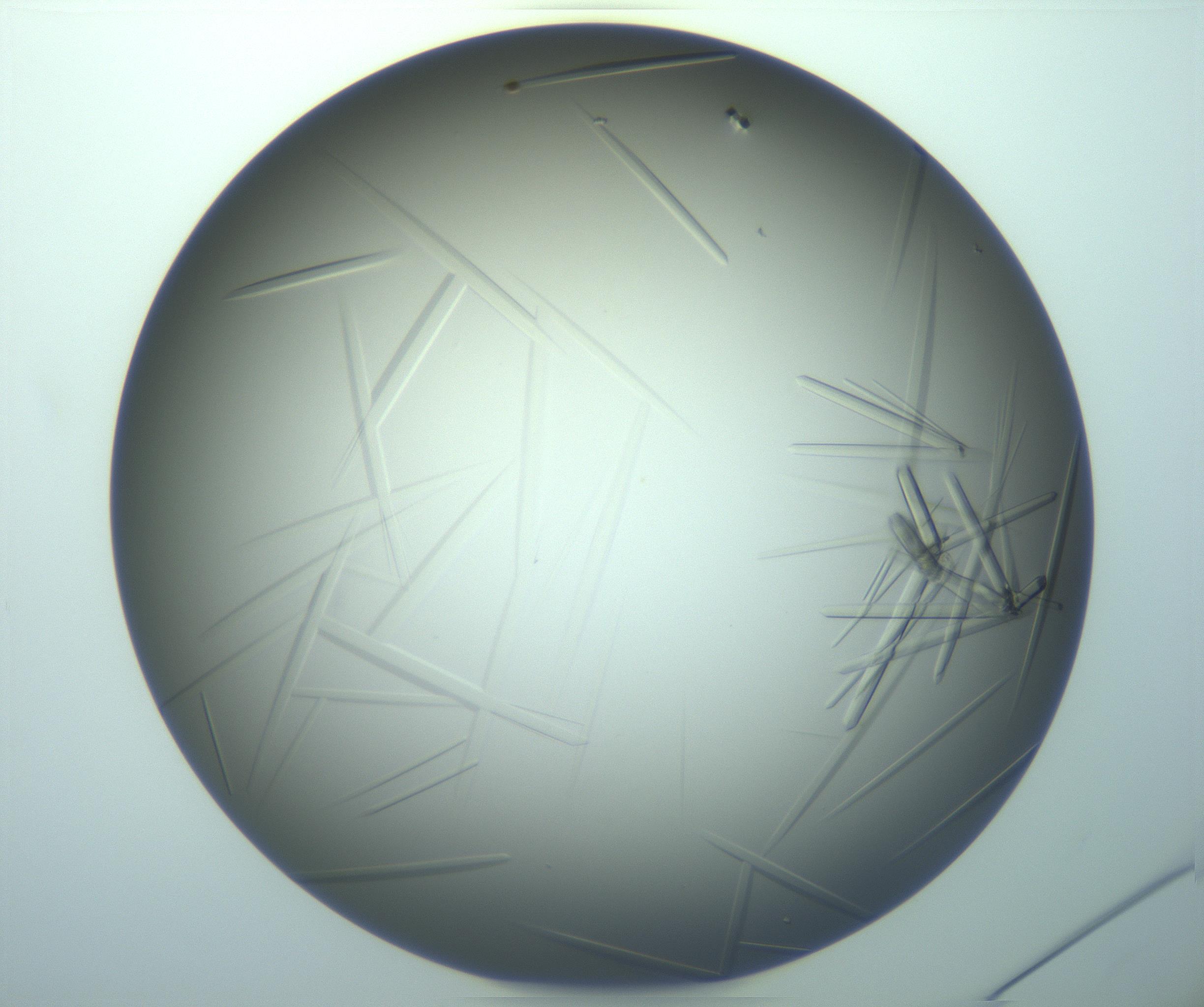 RI01_03_000_0212_Proj1_Clon1_MC_0000MC103283_003_170219_12_01_02_00_99_002_001_RAI.jpg