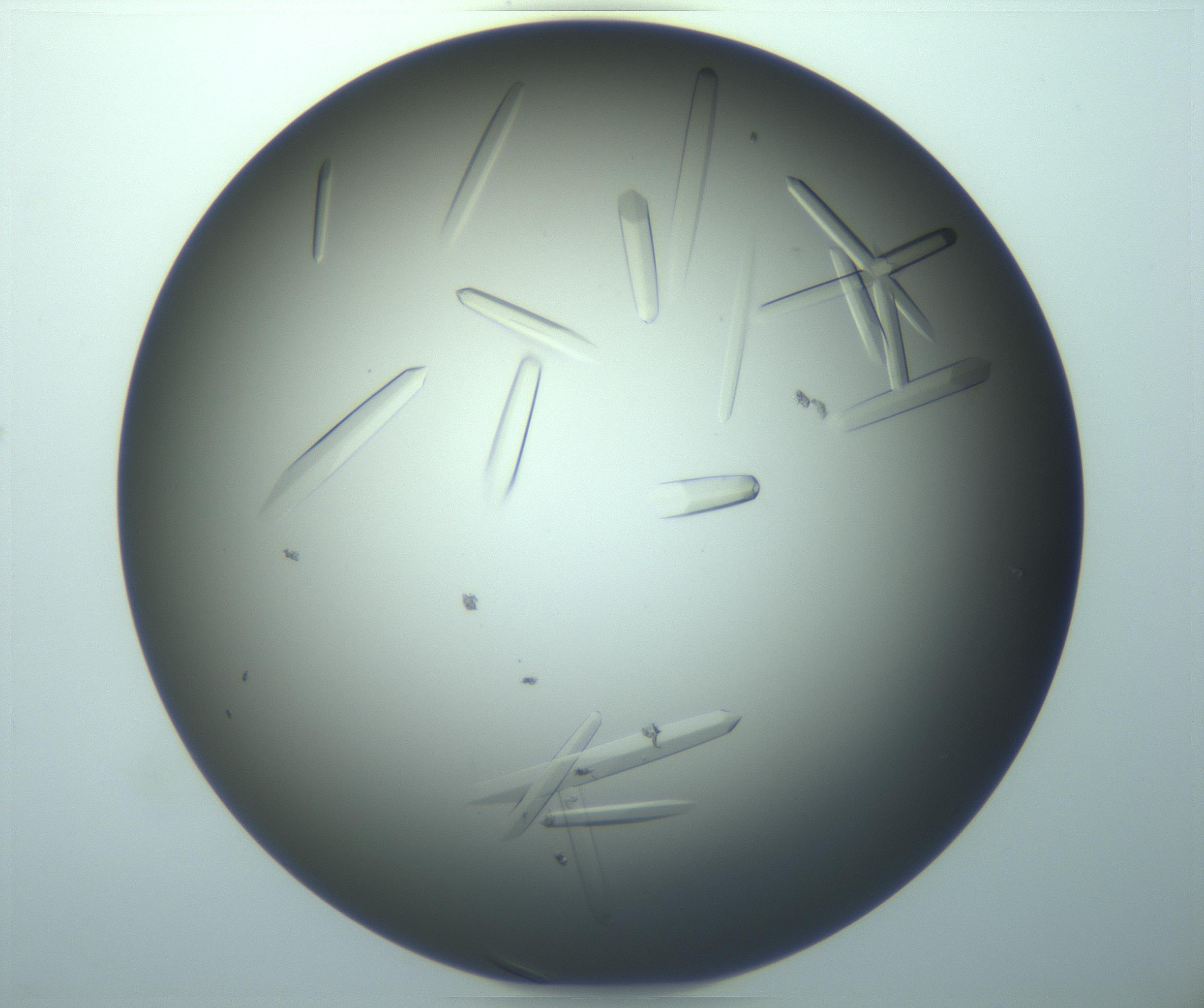 RI01_03_000_0212_Proj1_Clon1_MC_0000MC103283_003_170219_12_03_02_00_99_002_001_RAI.jpg